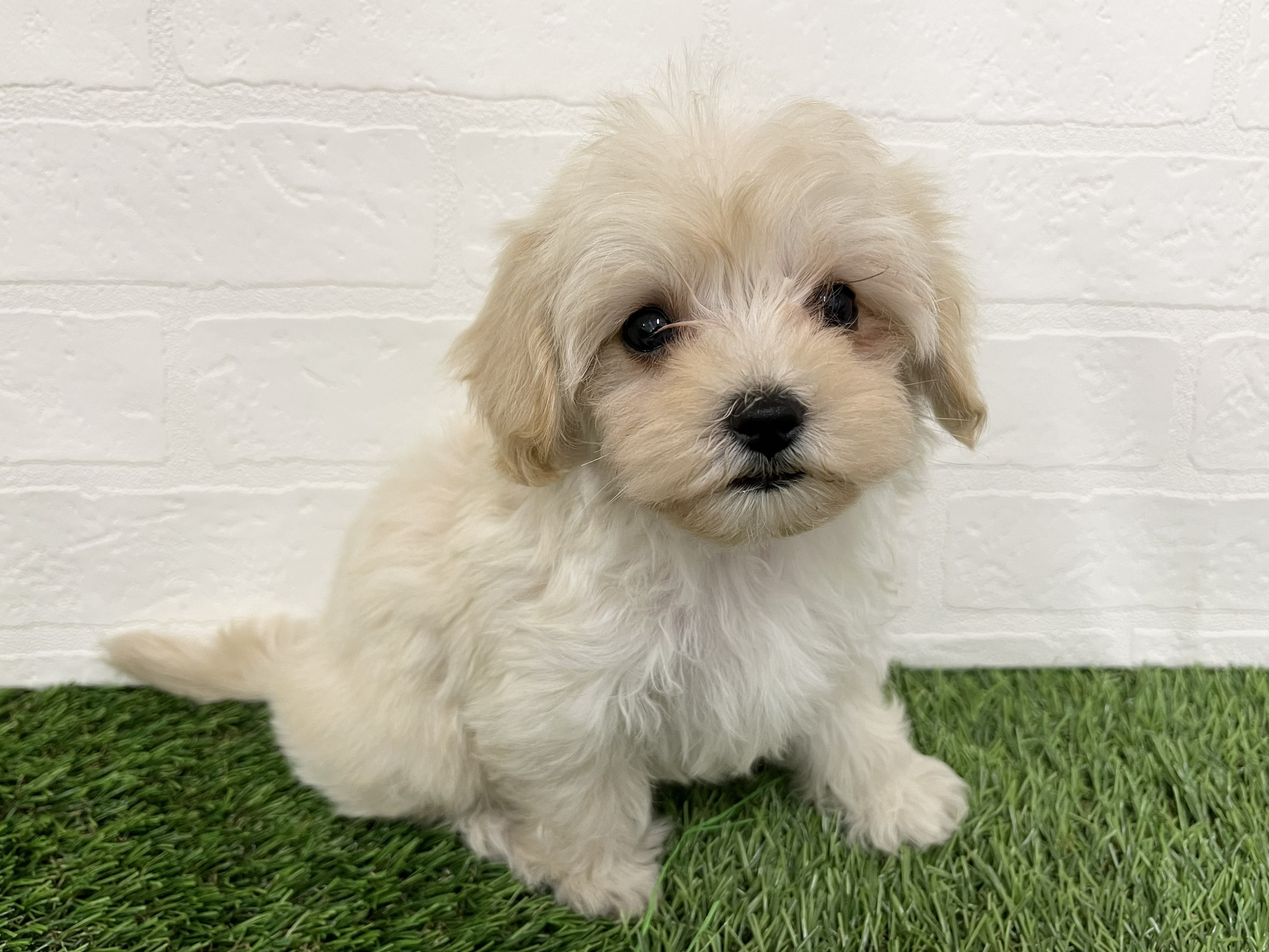 神奈川県のマルプー(マルチーズ×プードル) (ワンニャンハウス新山下店/2026年2月1日生まれ/男の子/クリーム&アプリコット)の子犬の3枚目の画像