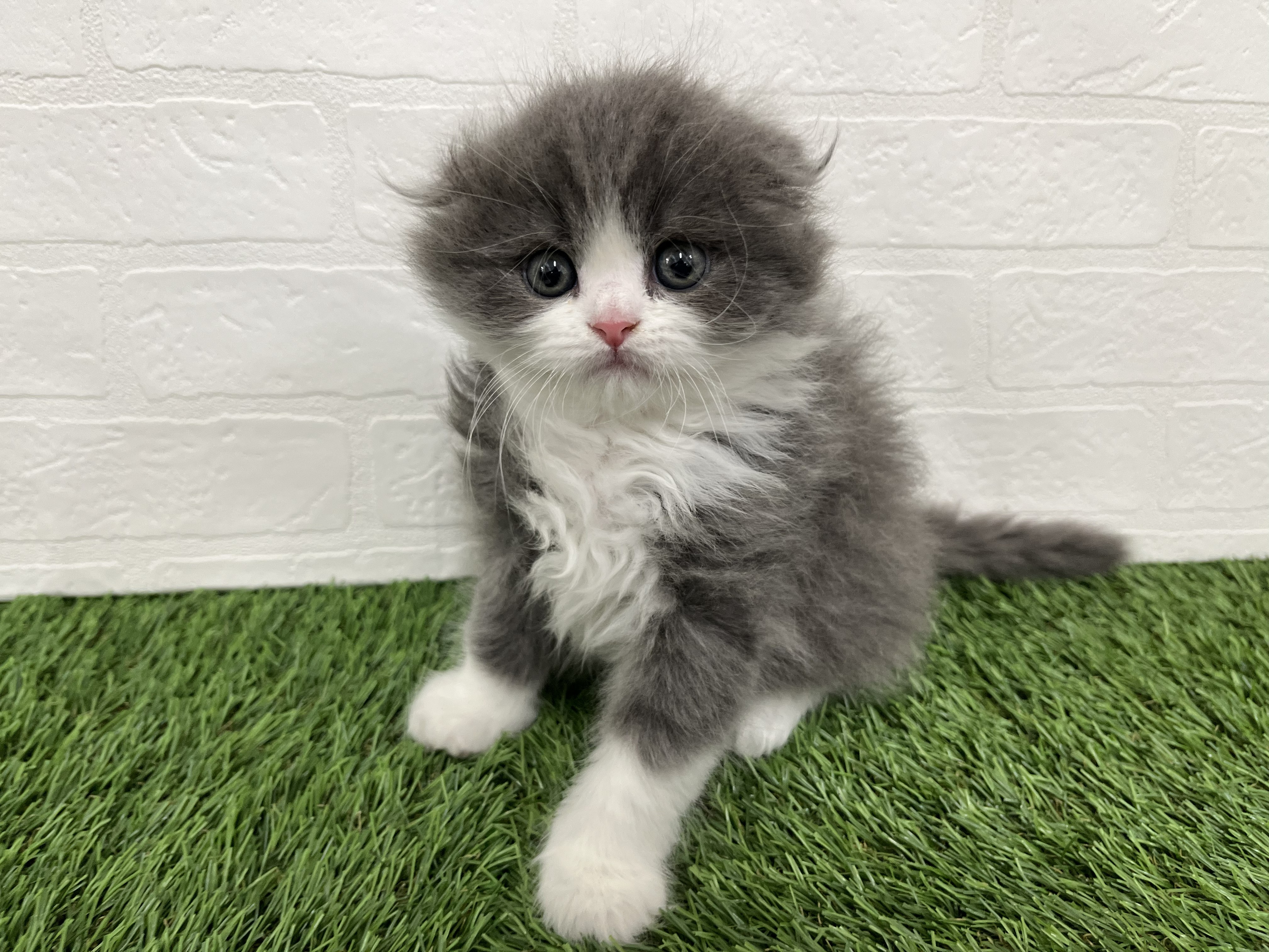 神奈川県のスコティッシュフォールド (ワンニャンハウス新山下店/2025年12月15日生まれ/男の子/ブルーホワイト)の子猫の2枚目の画像