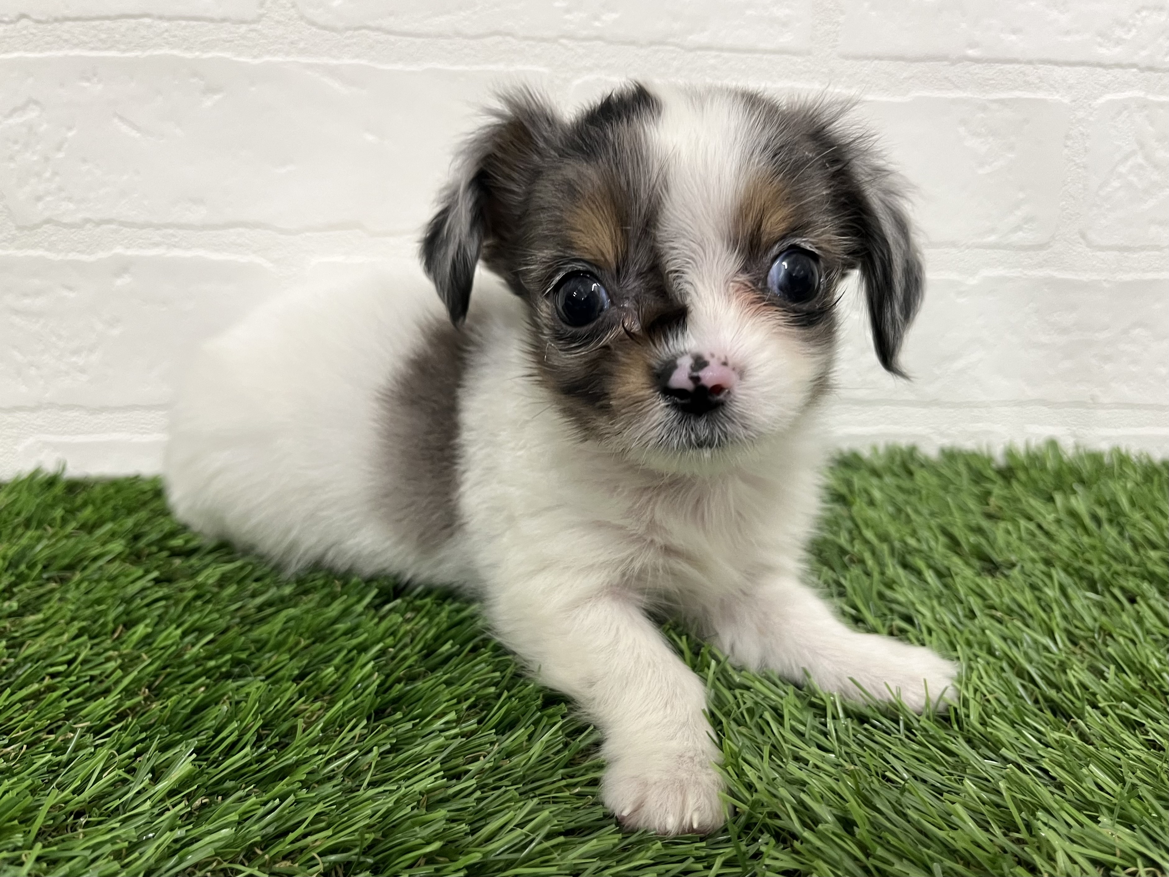 神奈川県のチワックス(チワワ×ダックス) (ワンニャンハウス新山下店/2025年9月16日生まれ/男の子/ホワイト&ブルーマール)の子犬の3枚目の画像