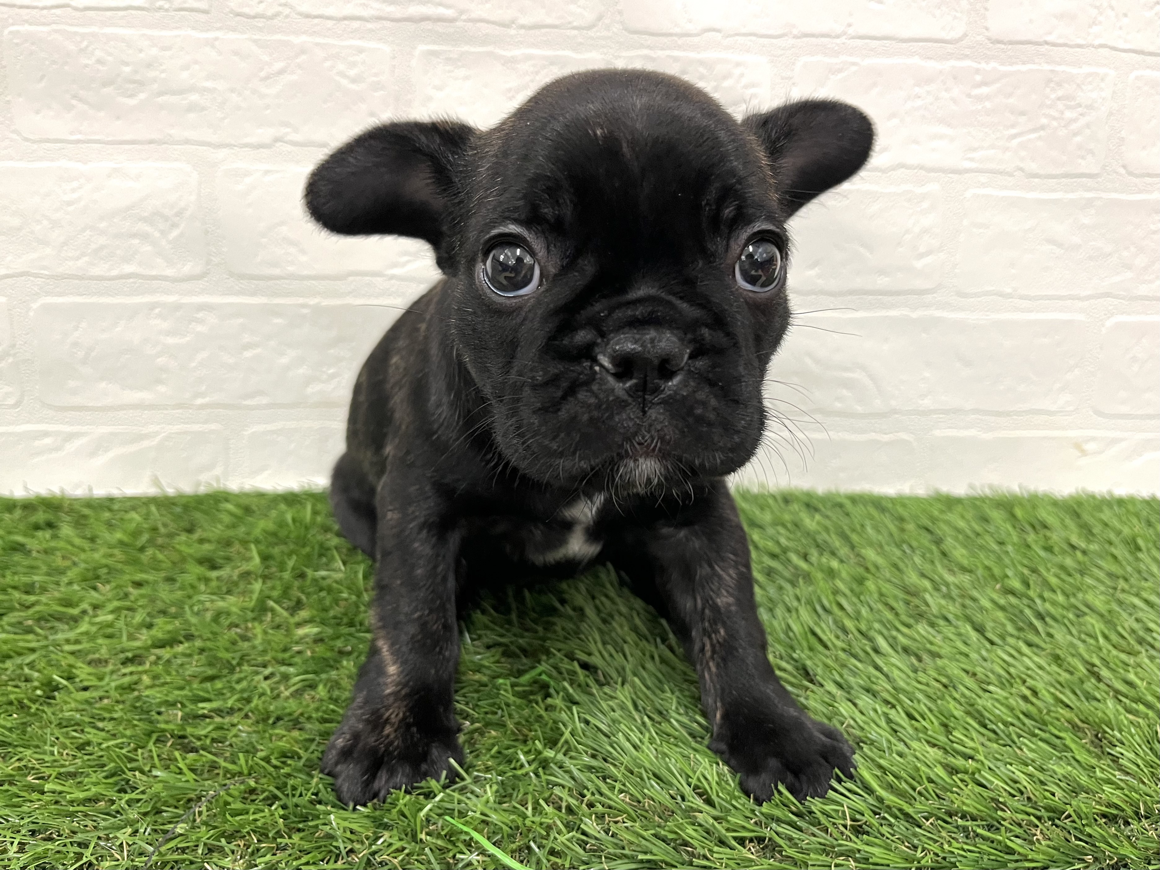 神奈川県のフレンチブルドッグ (ワンニャンハウス新山下店/2025年9月1日生まれ/女の子/ブリンドル)の子犬の2枚目の画像