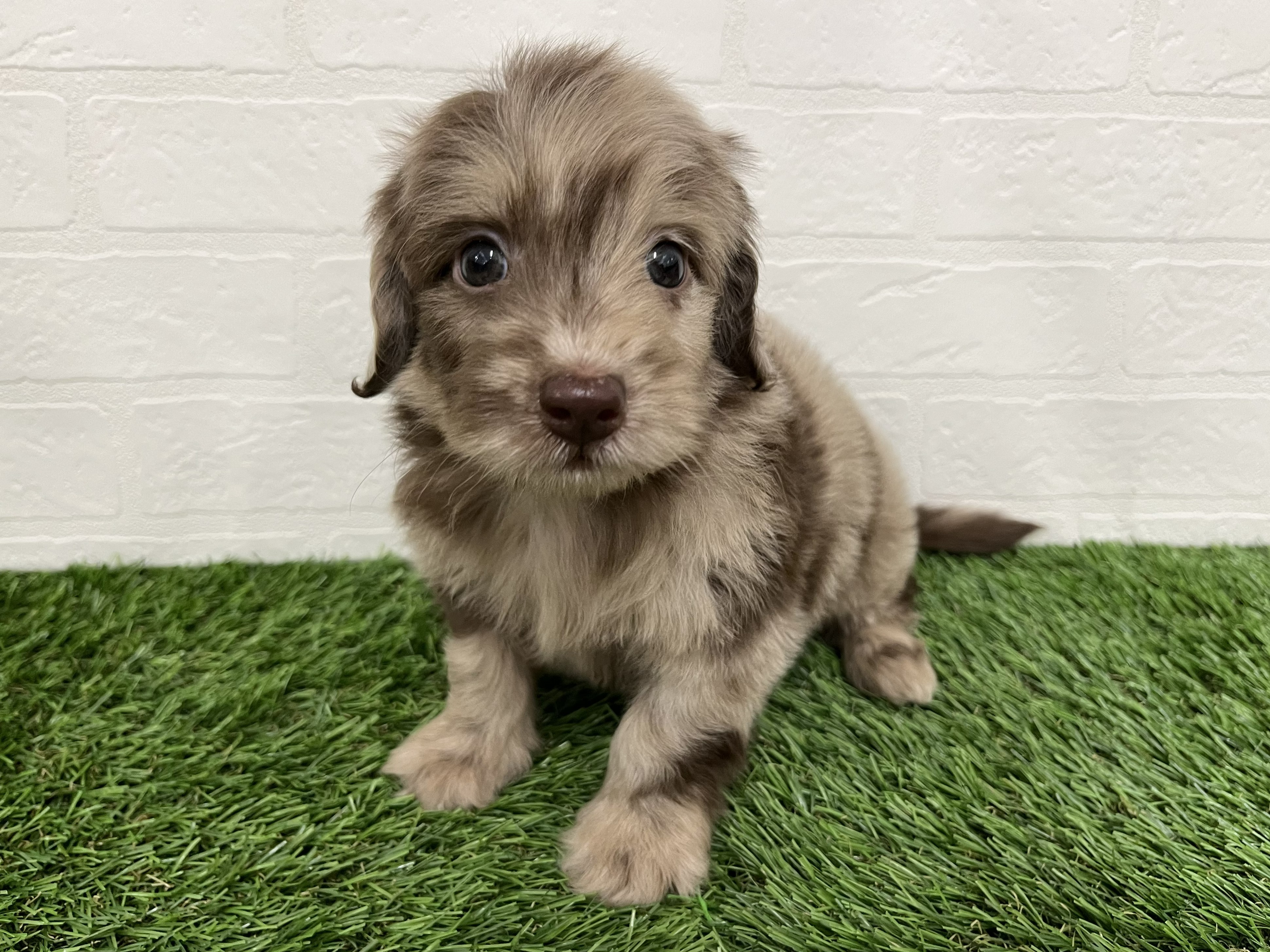 神奈川県のダップー(ダックス×プードル) (ワンニャンハウス新山下店/2026年2月9日生まれ/男の子/チョコレートダップル)の子犬の4枚目の画像
