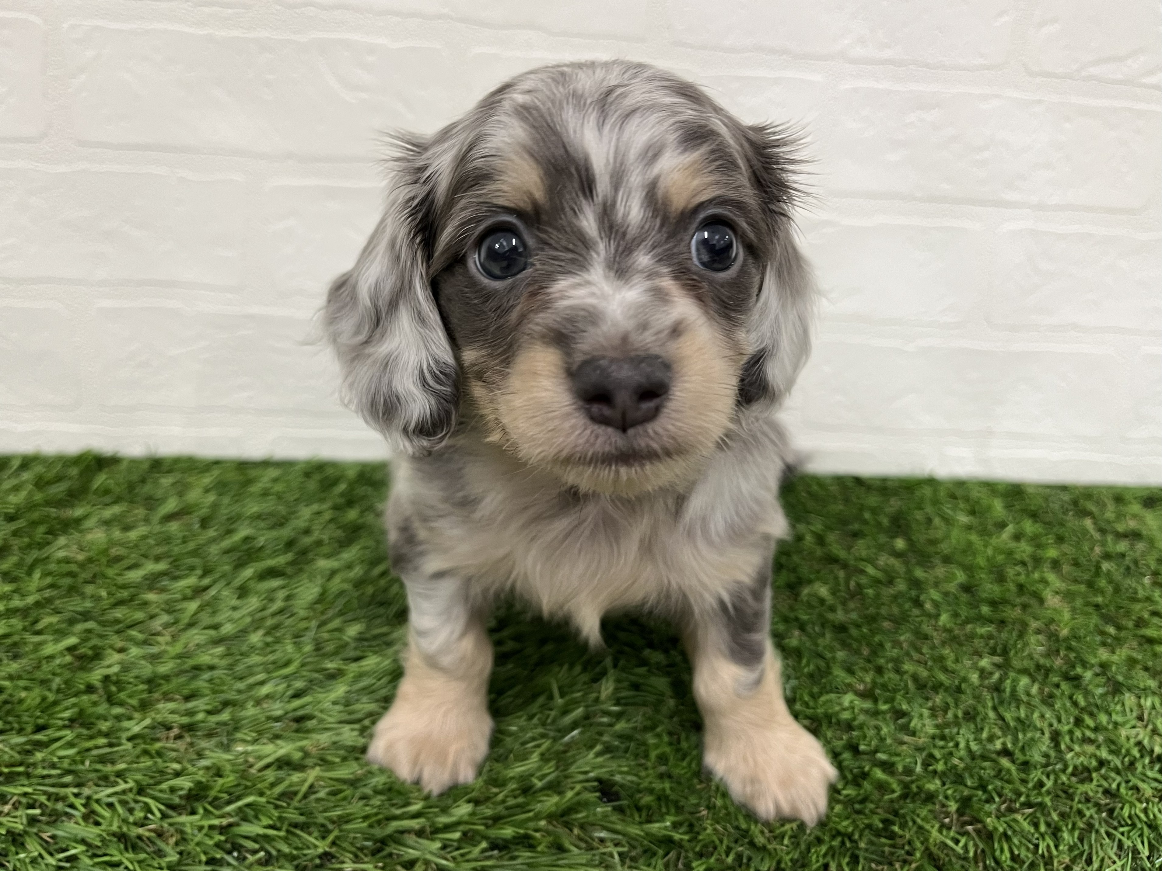神奈川県のチワックス(チワワ×ダックス) (ワンニャンハウス新山下店/2026年1月26日生まれ/男の子/ブルータンダップル)の子犬の1枚目の画像