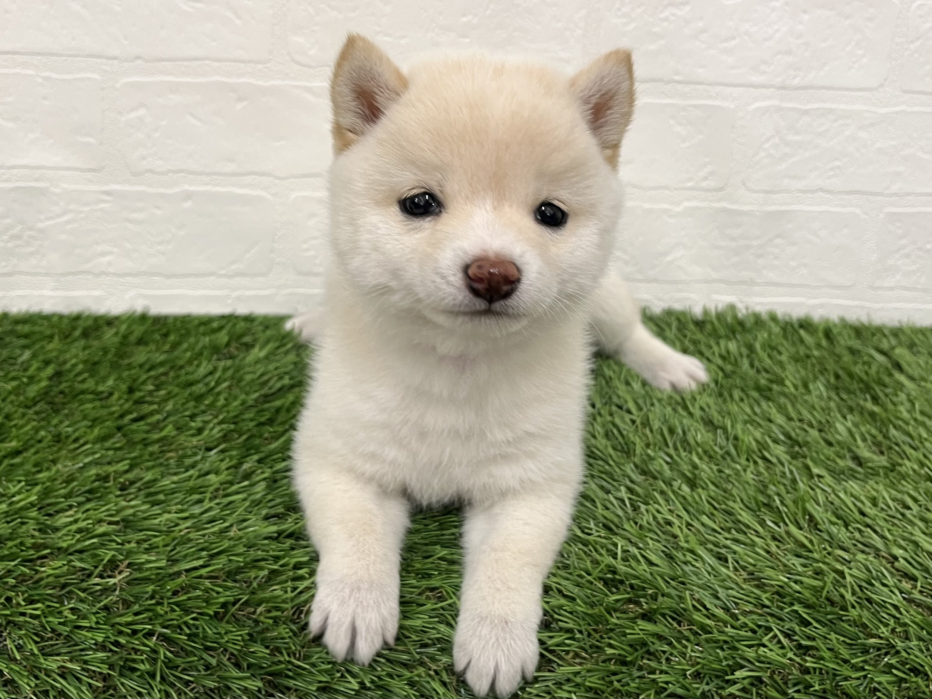 神奈川県の豆柴 (ワンニャンハウス新山下店/2025年9月15日生まれ/女の子/白)の子犬の2枚目の画像