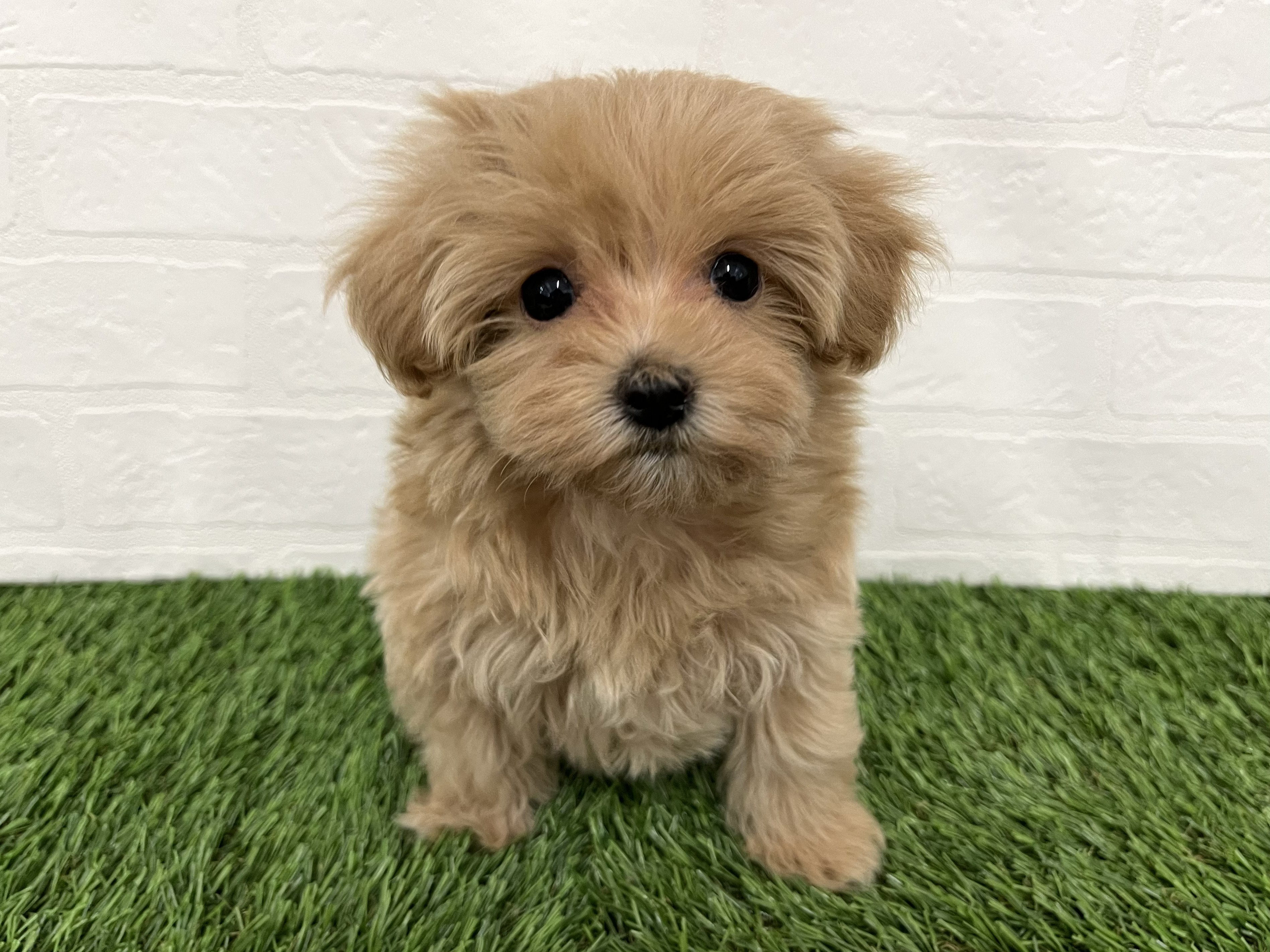 神奈川県のマルプー(マルチーズ×プードル) (ワンニャンハウス新山下店/2025年12月23日生まれ/女の子/アプリコット)の子犬の1枚目の画像