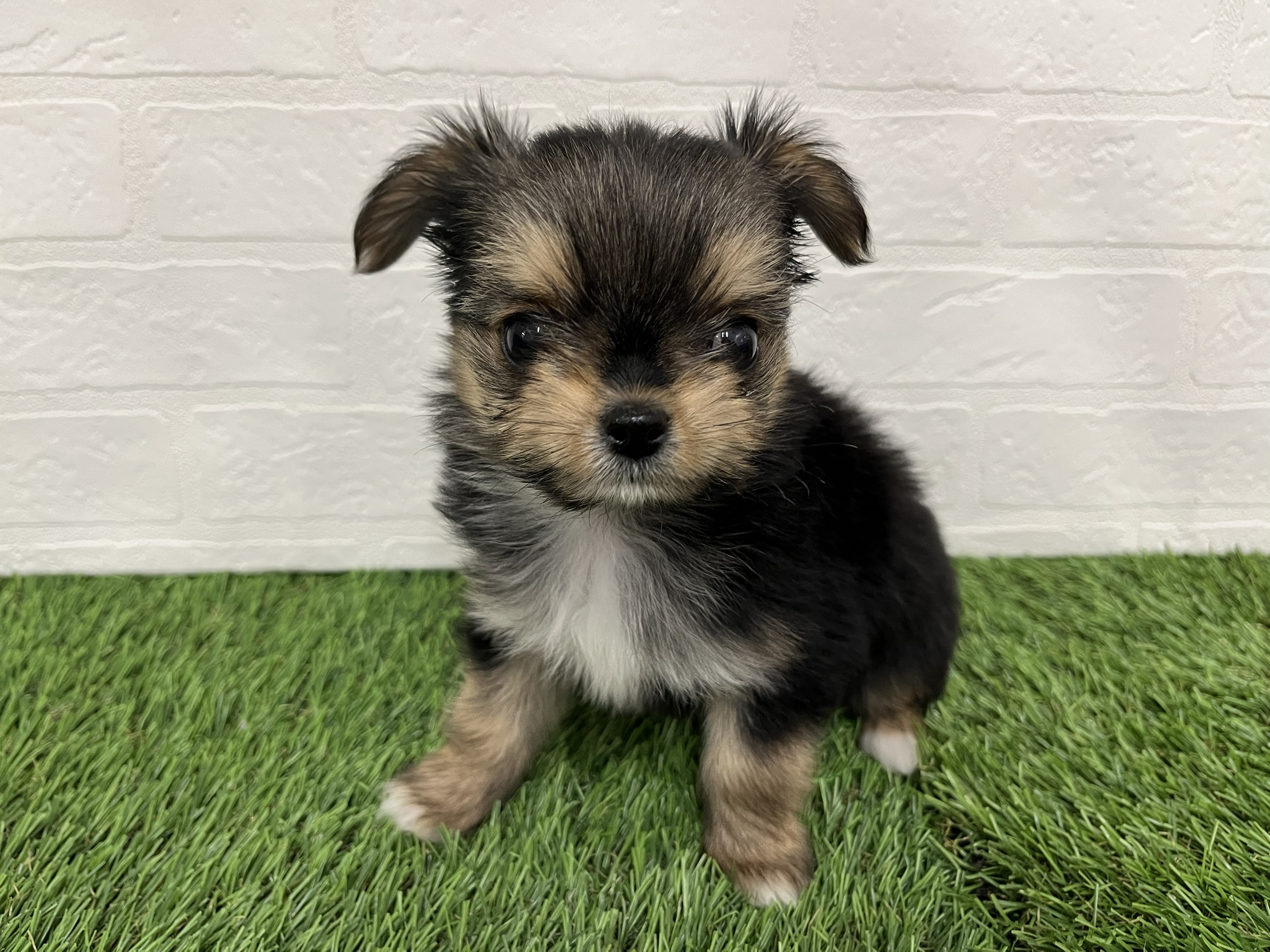 神奈川県のヨーチー/チワキー/チワヨーキー(ヨークシャーテリア×チワワ) (ワンニャンハウス新山下店/2026年1月12日生まれ/女の子/スチールブルータン)の子犬の3枚目の画像