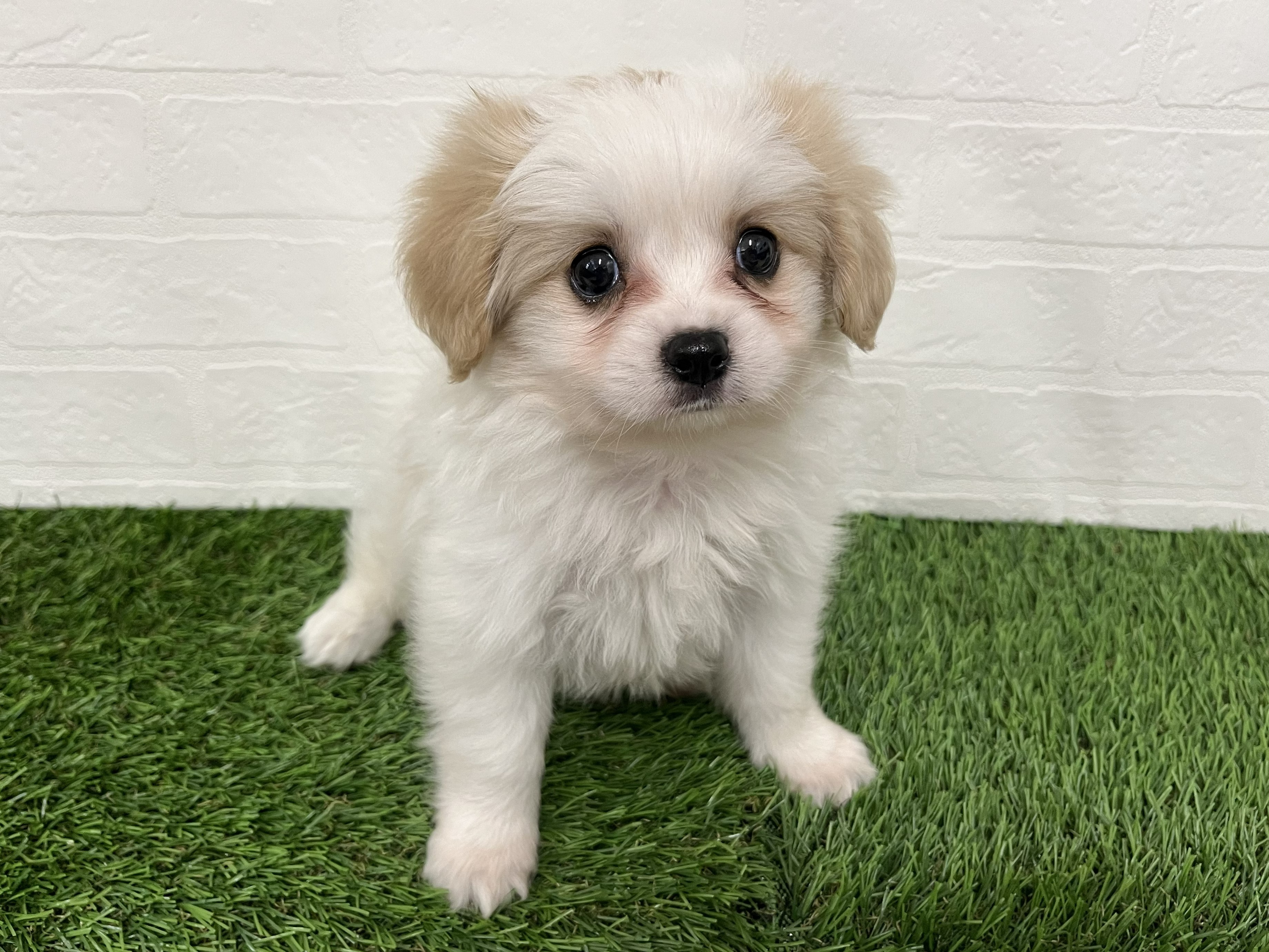 神奈川県のハーフ犬・ミックス犬 (ワンニャンハウス新山下店/2026年7月31日生まれ/男の子/ホワイトクリーム)の子犬の3枚目の画像
