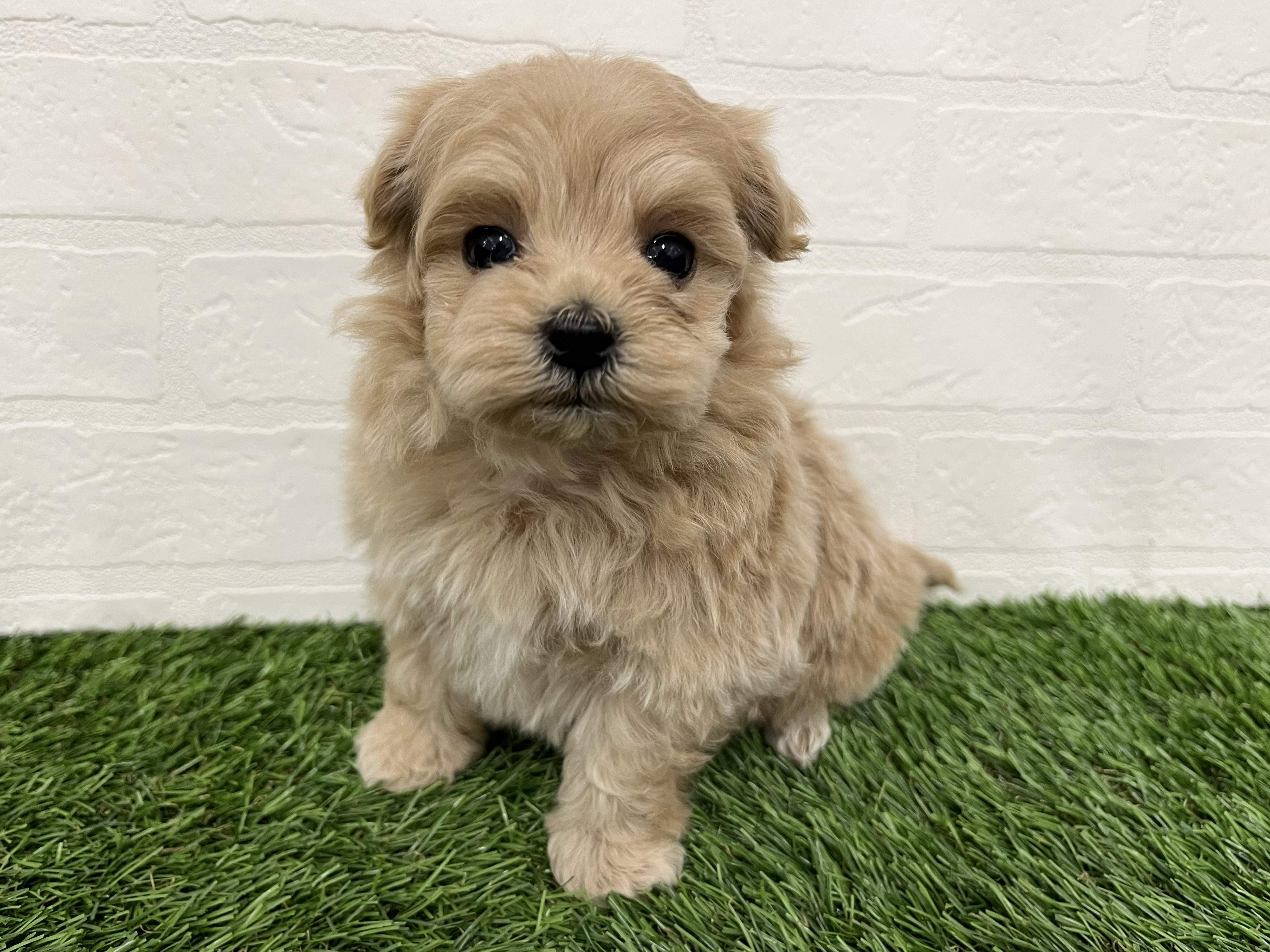 神奈川県のマルプー(マルチーズ×プードル) (ワンニャンハウス新山下店/2026年2月10日生まれ/女の子/アプリコット)の子犬の3枚目の画像