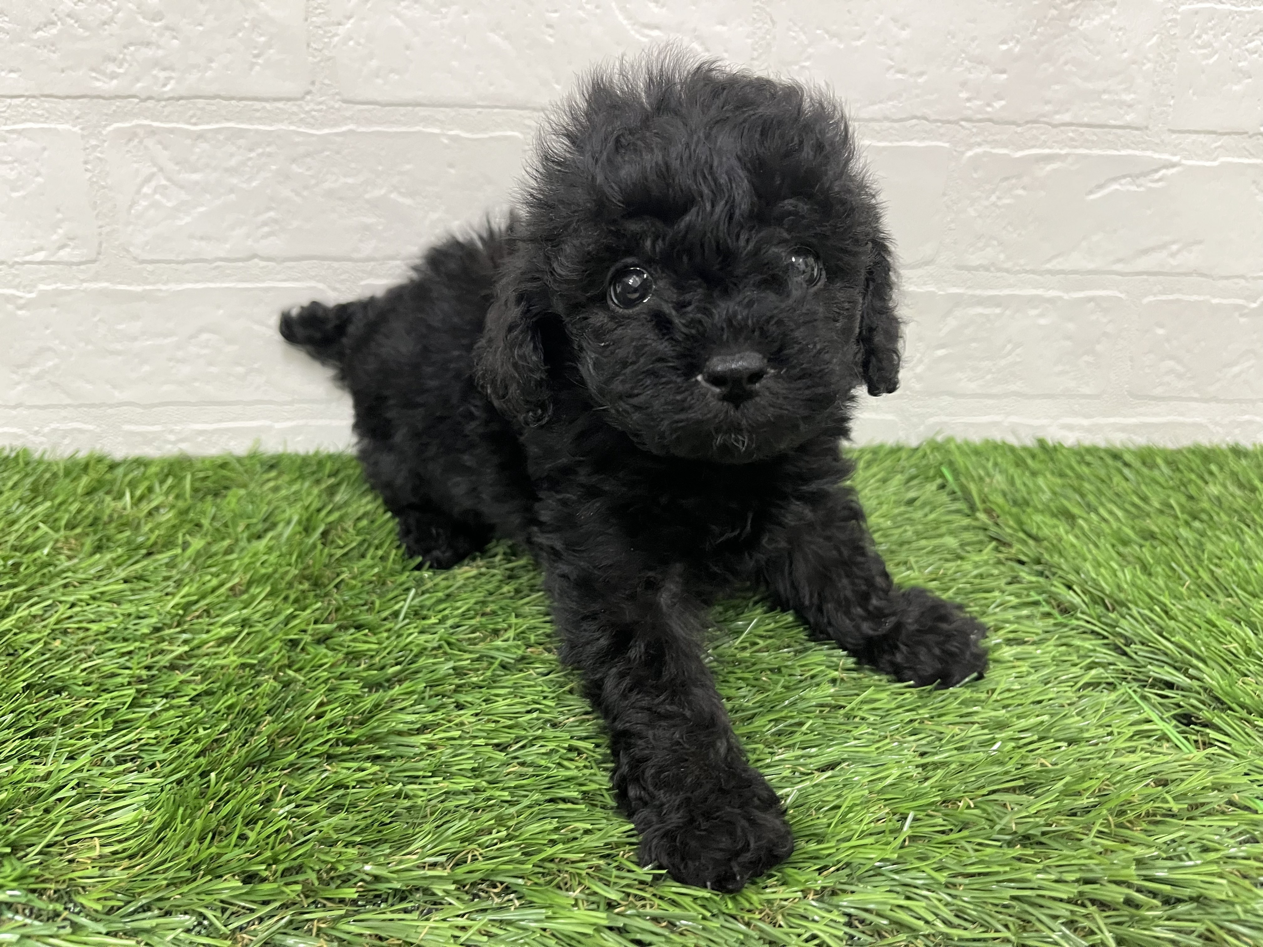 神奈川県のトイプードル(トイ) (ワンニャンハウス新山下店/2026年1月4日生まれ/男の子/ブラック)の子犬の3枚目の画像