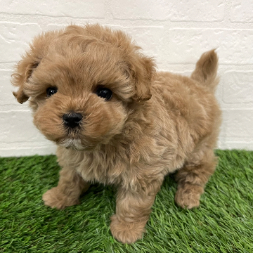 神奈川県のマルプー(マルチーズ×プードル) (ワンニャンハウス新山下店/2025年11月27日生まれ/男の子/アプリコット)の子犬の1枚目の画像