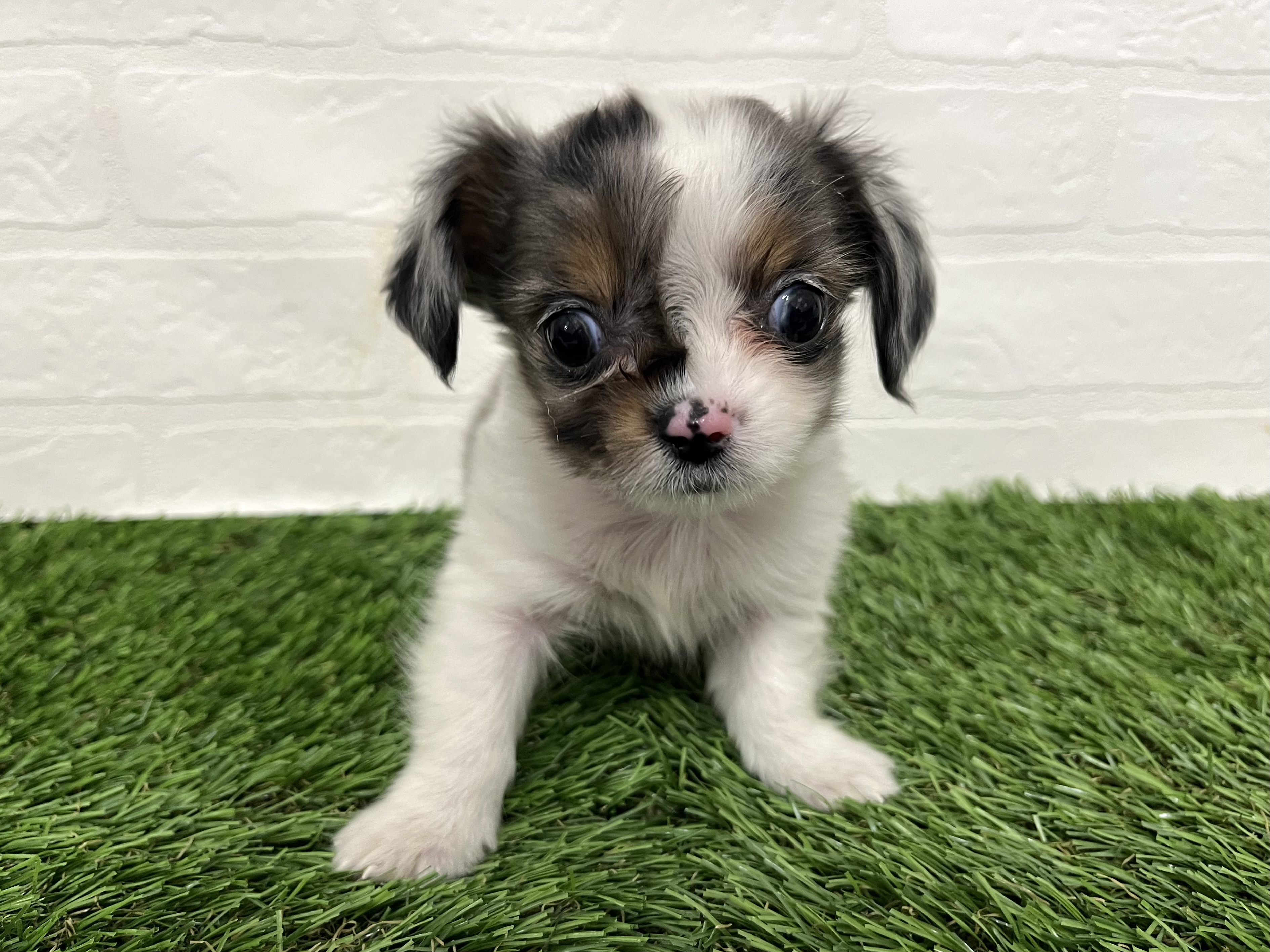 神奈川県のチワックス(チワワ×ダックス) (ワンニャンハウス新山下店/2025年9月16日生まれ/男の子/ホワイト&ブルーマール)の子犬の1枚目の画像