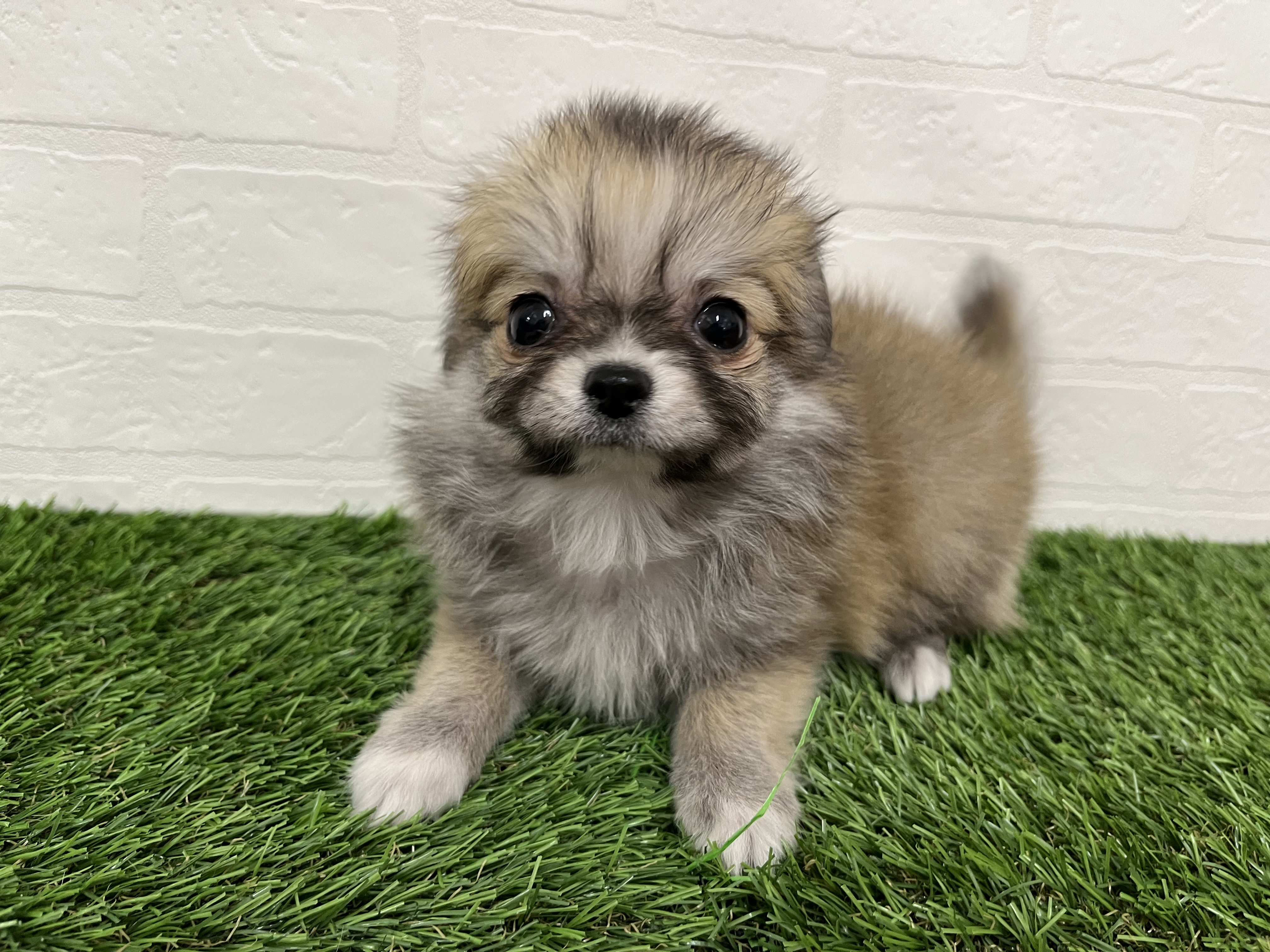 埼玉県のチワワ(ロング) (ワンニャンハウス春日部店/2025年11月9日生まれ/男の子/フォーン)の子犬の1枚目の画像