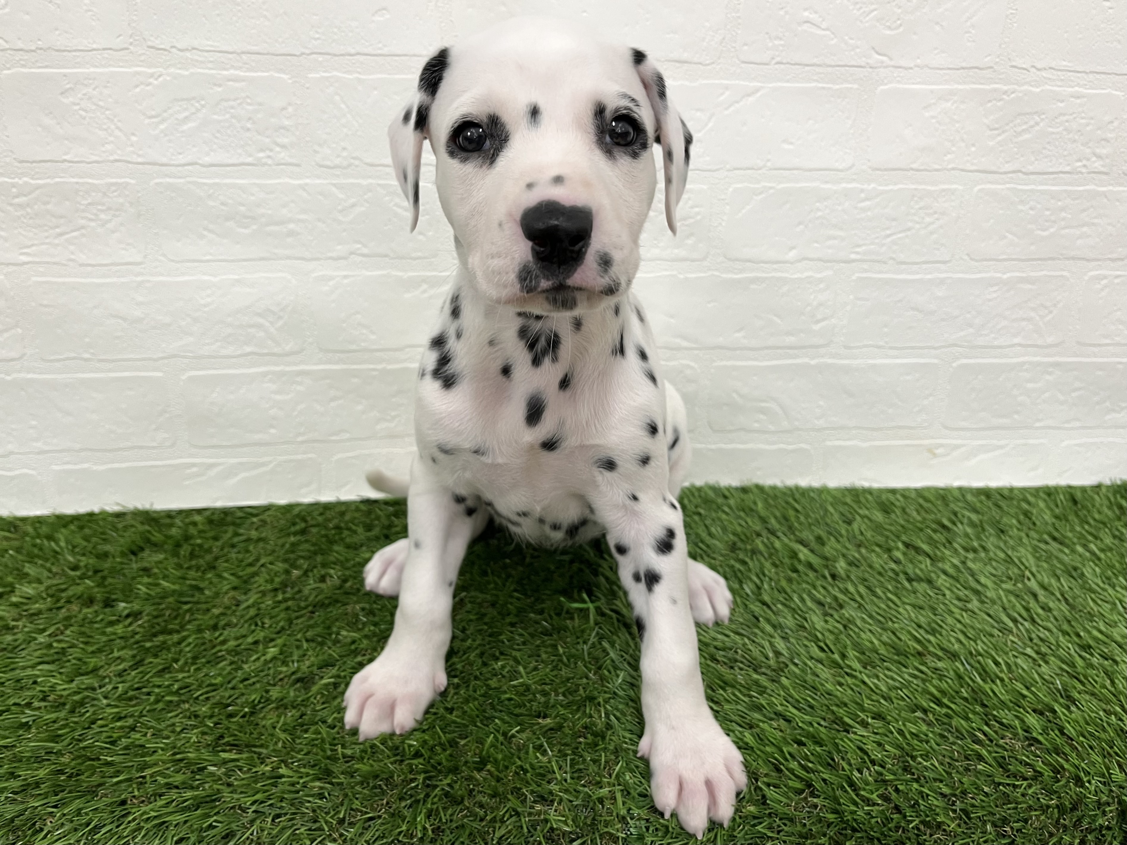 神奈川県のダルメシアン (ワンニャンハウス新山下店/2025年8月29日生まれ/女の子/ホワイトブラック)の子犬の2枚目の画像