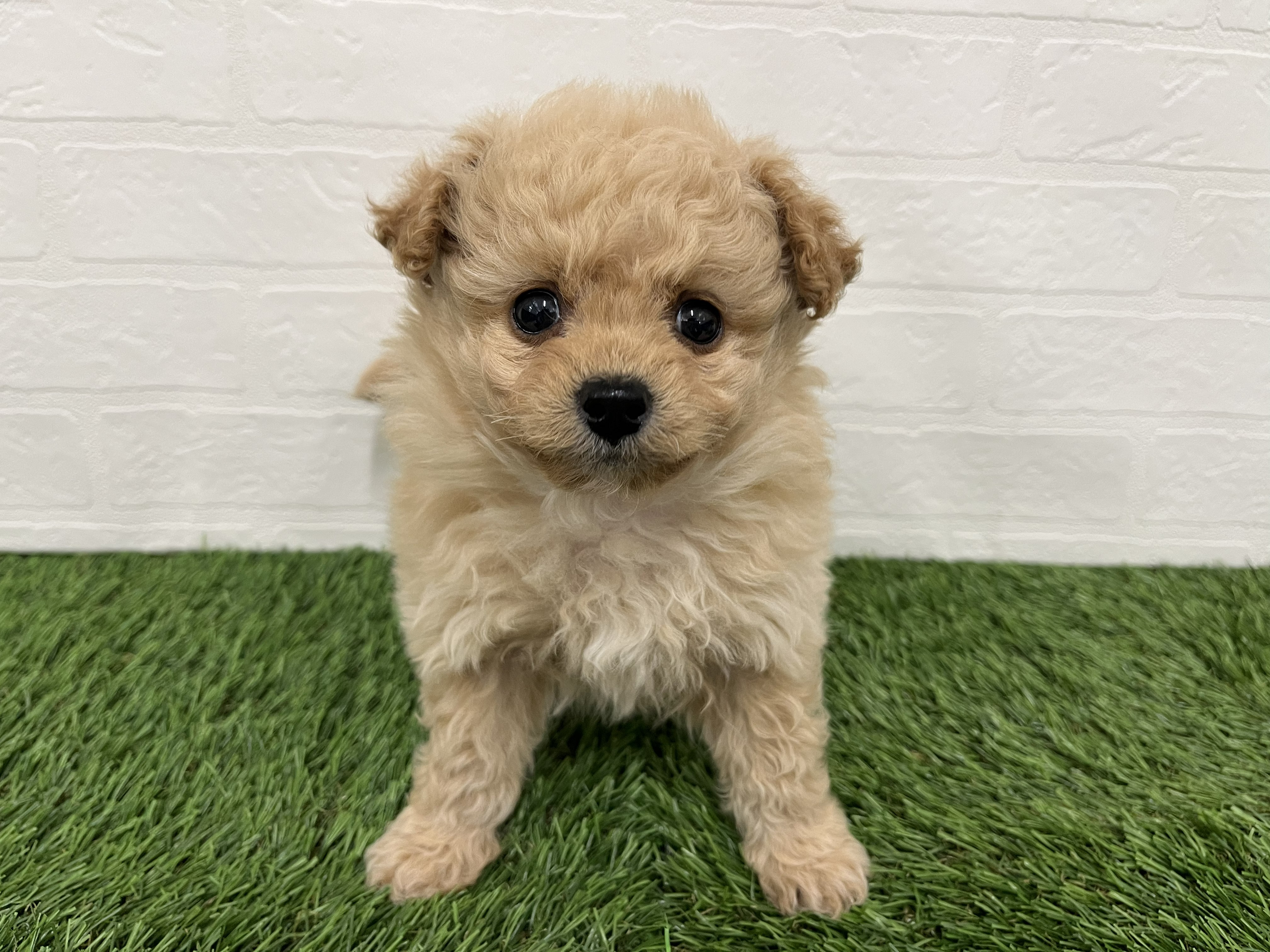 神奈川県のポメプー(ポメラニアン×プードル) (ワンニャンハウス新山下店/2025年12月16日生まれ/男の子/レッド)の子犬の3枚目の画像