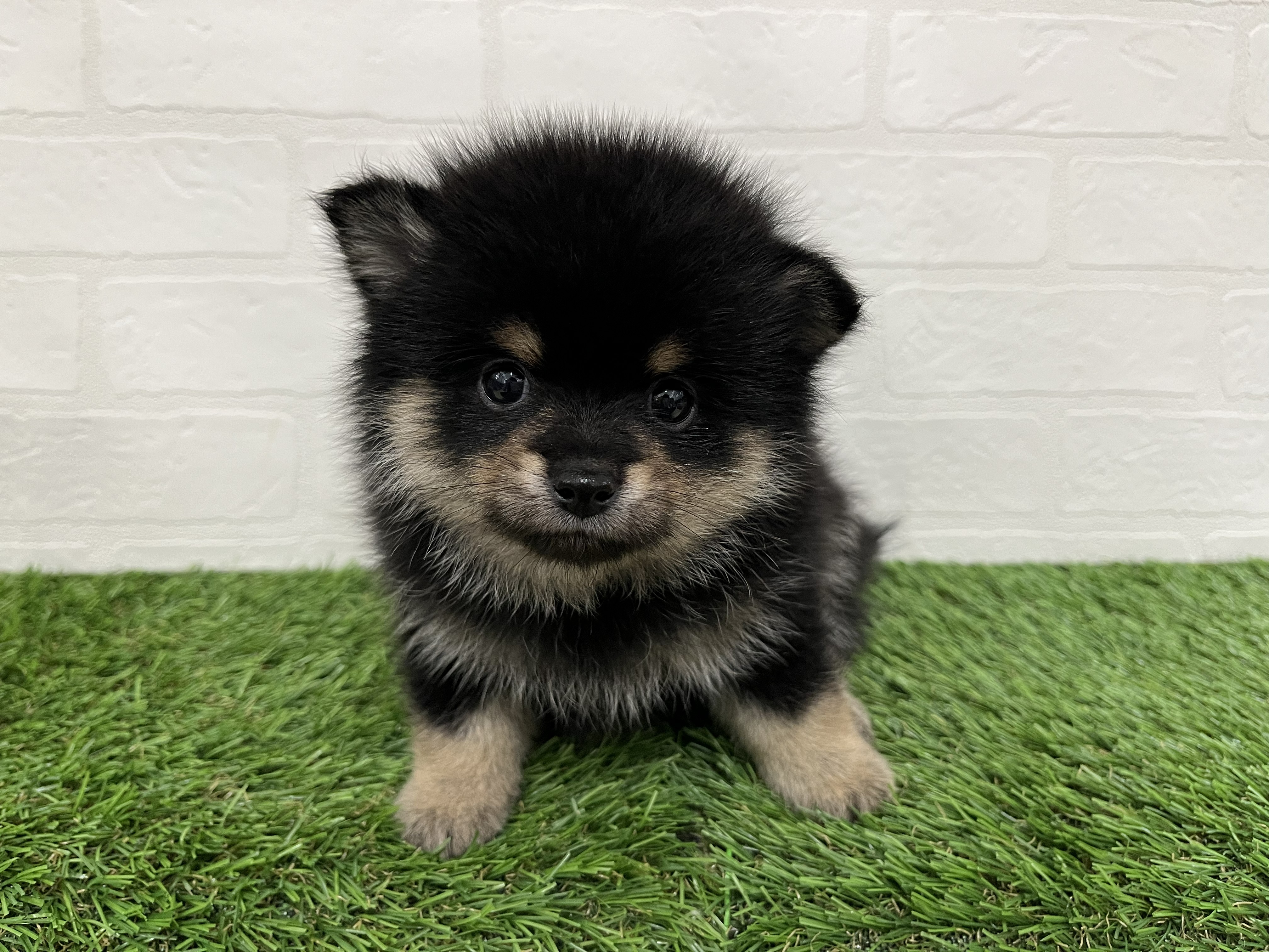 神奈川県のポメ柴/豆ポメ/ポメ豆柴(ポメラニアン×柴犬) (ワンニャンハウス新山下店/2026年2月4日生まれ/男の子/黒)の子犬の2枚目の画像