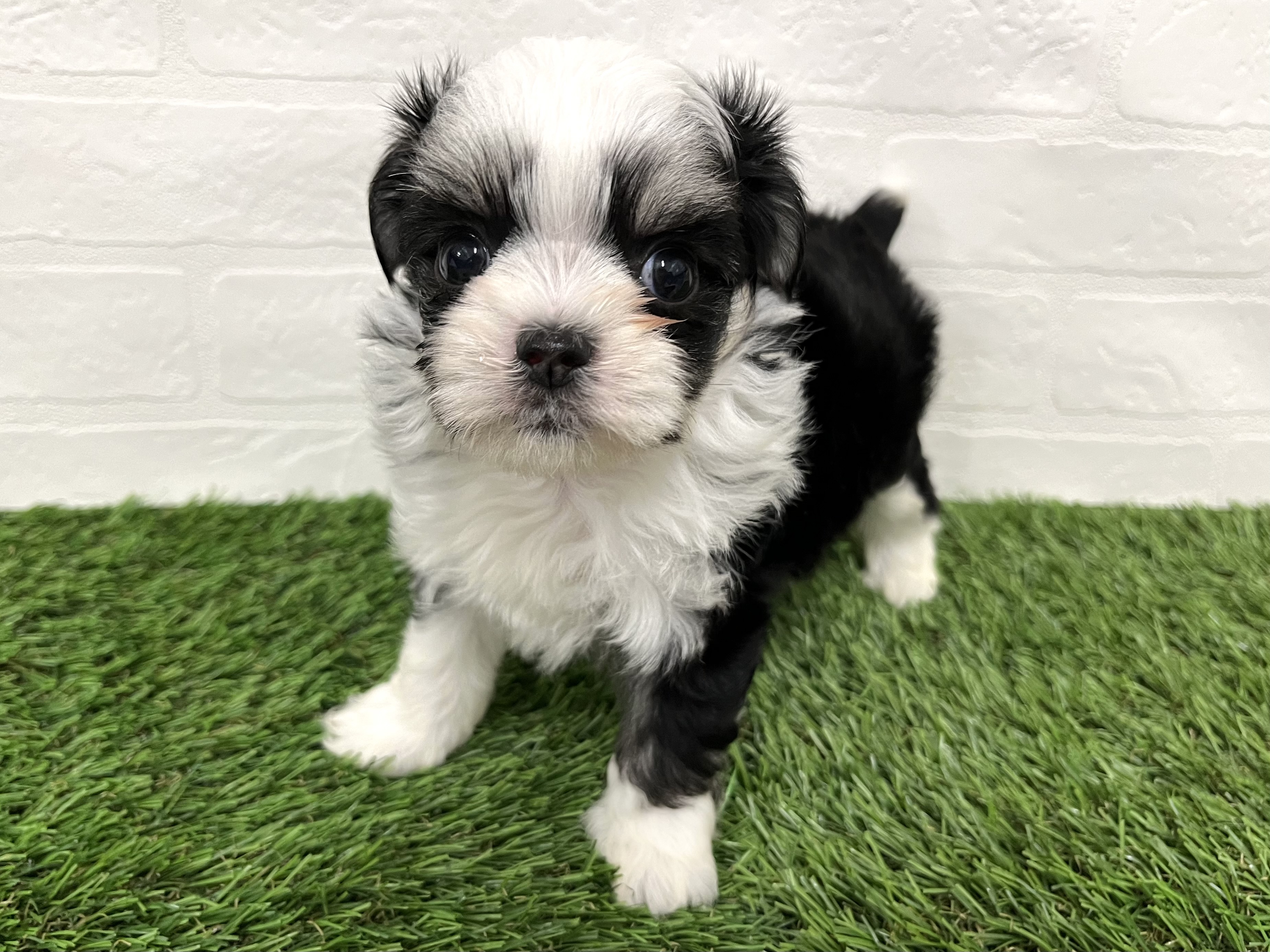 神奈川県のハーフ犬・ミックス犬 (ワンニャンハウス新山下店/2025年7月27日生まれ/男の子/ブラックタンホワイト)の子犬の2枚目の画像