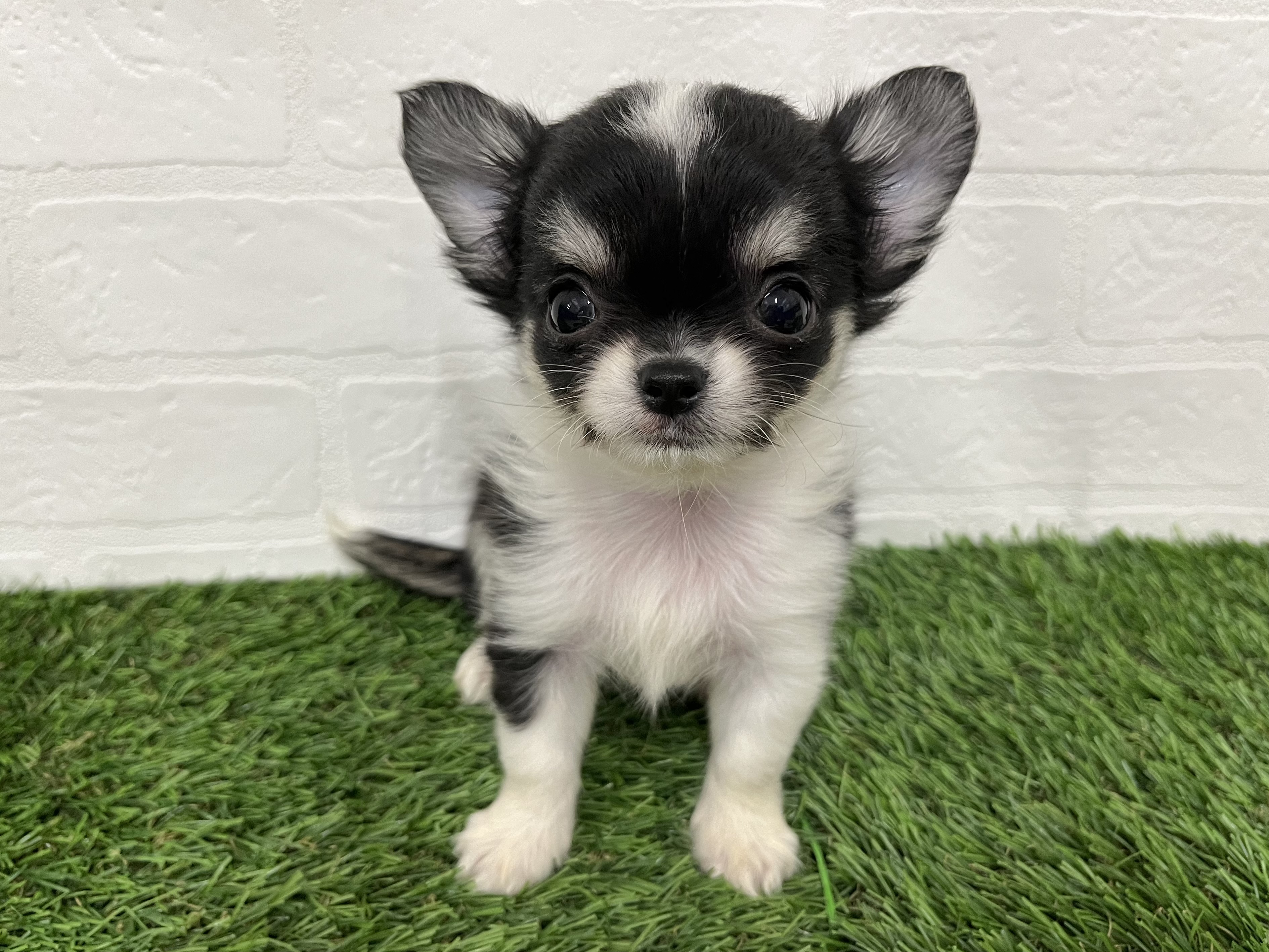 神奈川県のチワワ(ロング) (ワンニャンハウス新山下店/2025年10月28日生まれ/女の子/ブラックタンホワイト)の子犬の2枚目の画像