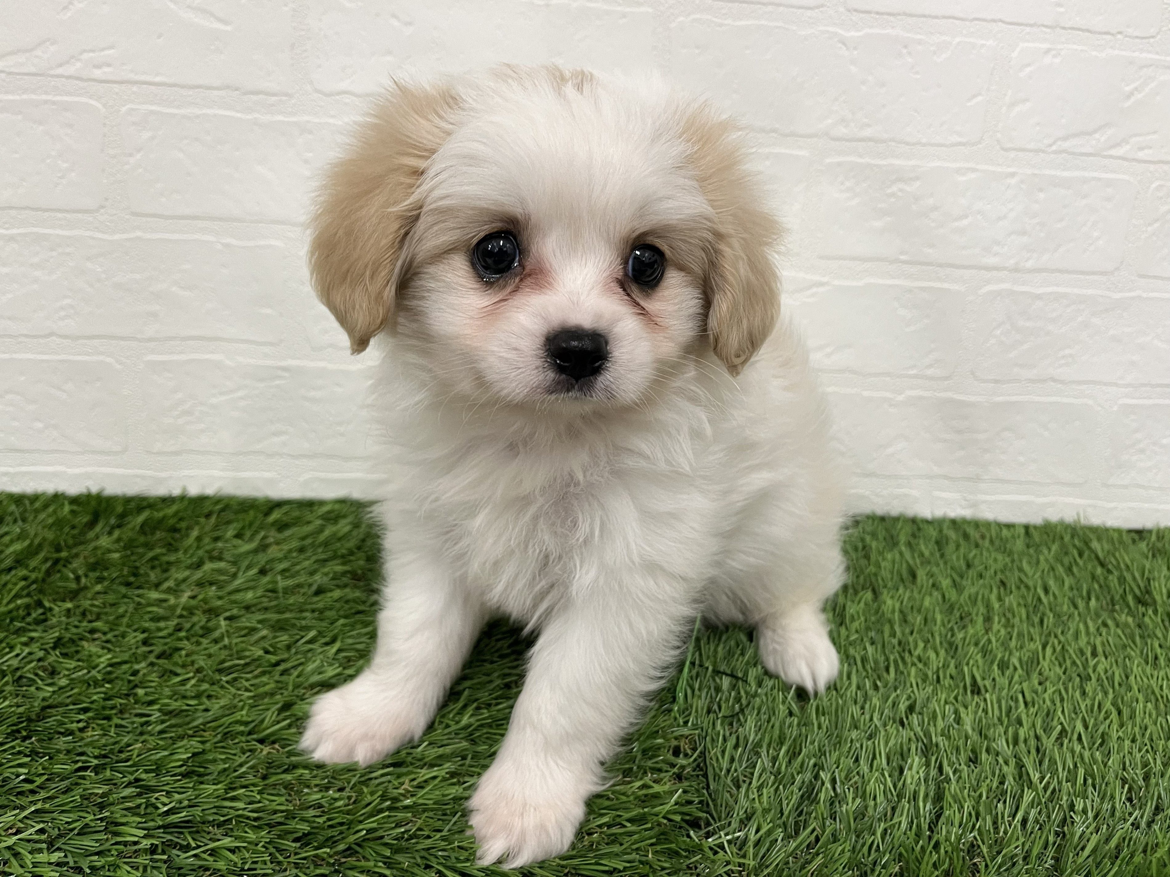 神奈川県のハーフ犬・ミックス犬 (ワンニャンハウス新山下店/2026年7月31日生まれ/男の子/ホワイトクリーム)の子犬の1枚目の画像