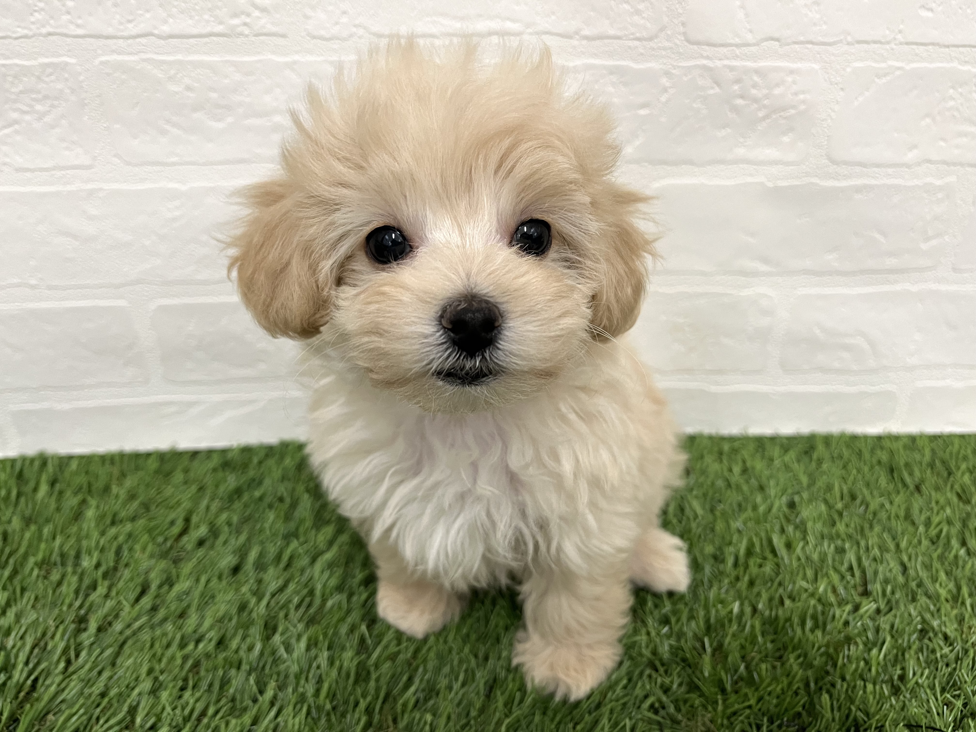 神奈川県のマルプー(マルチーズ×プードル) (ワンニャンハウス新山下店/2025年9月7日生まれ/女の子/アプリコット)の子犬の1枚目の画像