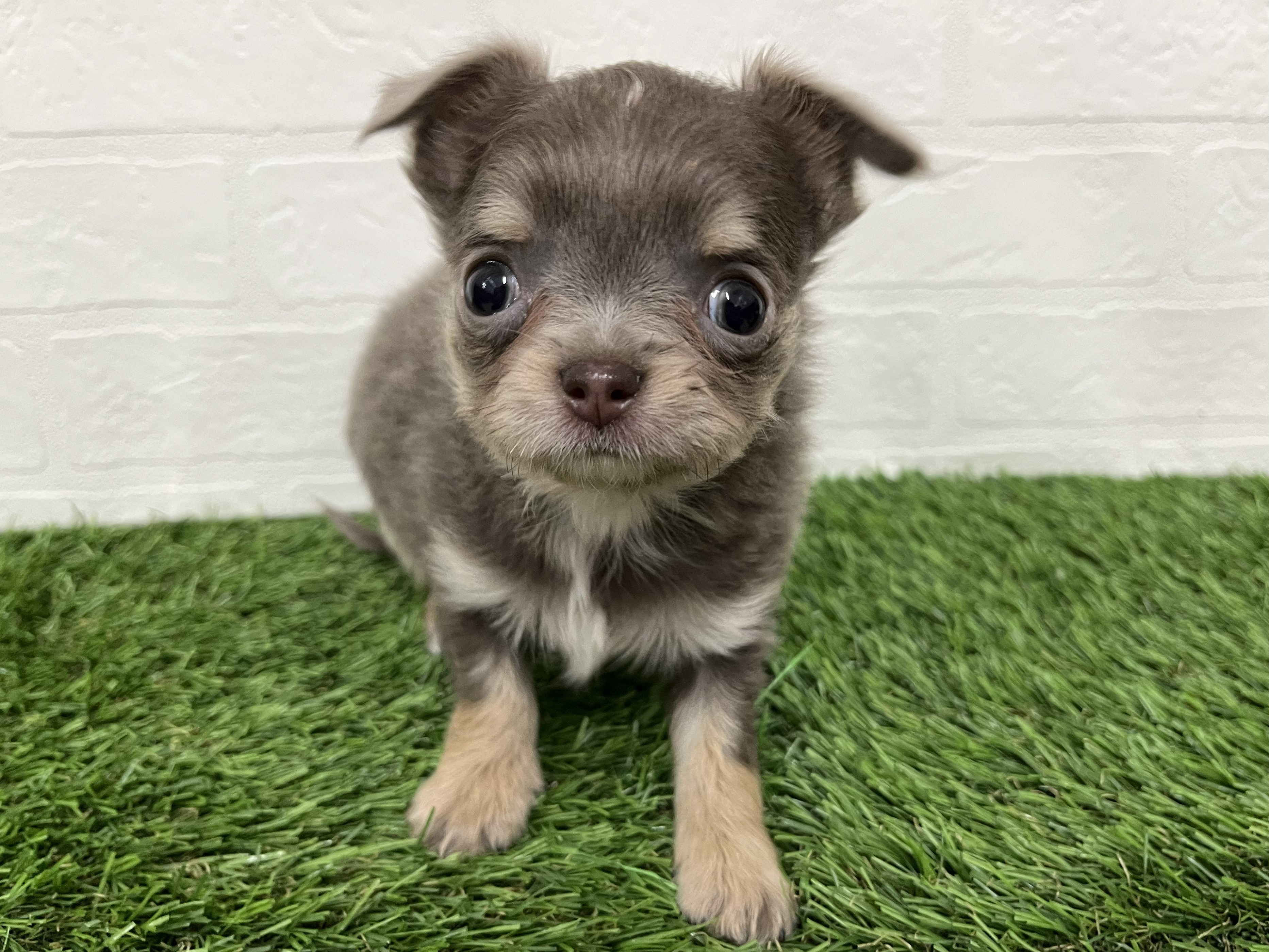 神奈川県のチワワ(ロング) (ワンニャンハウス新山下店/2026年1月13日生まれ/男の子/イザベラホワイト)の子犬の1枚目の画像