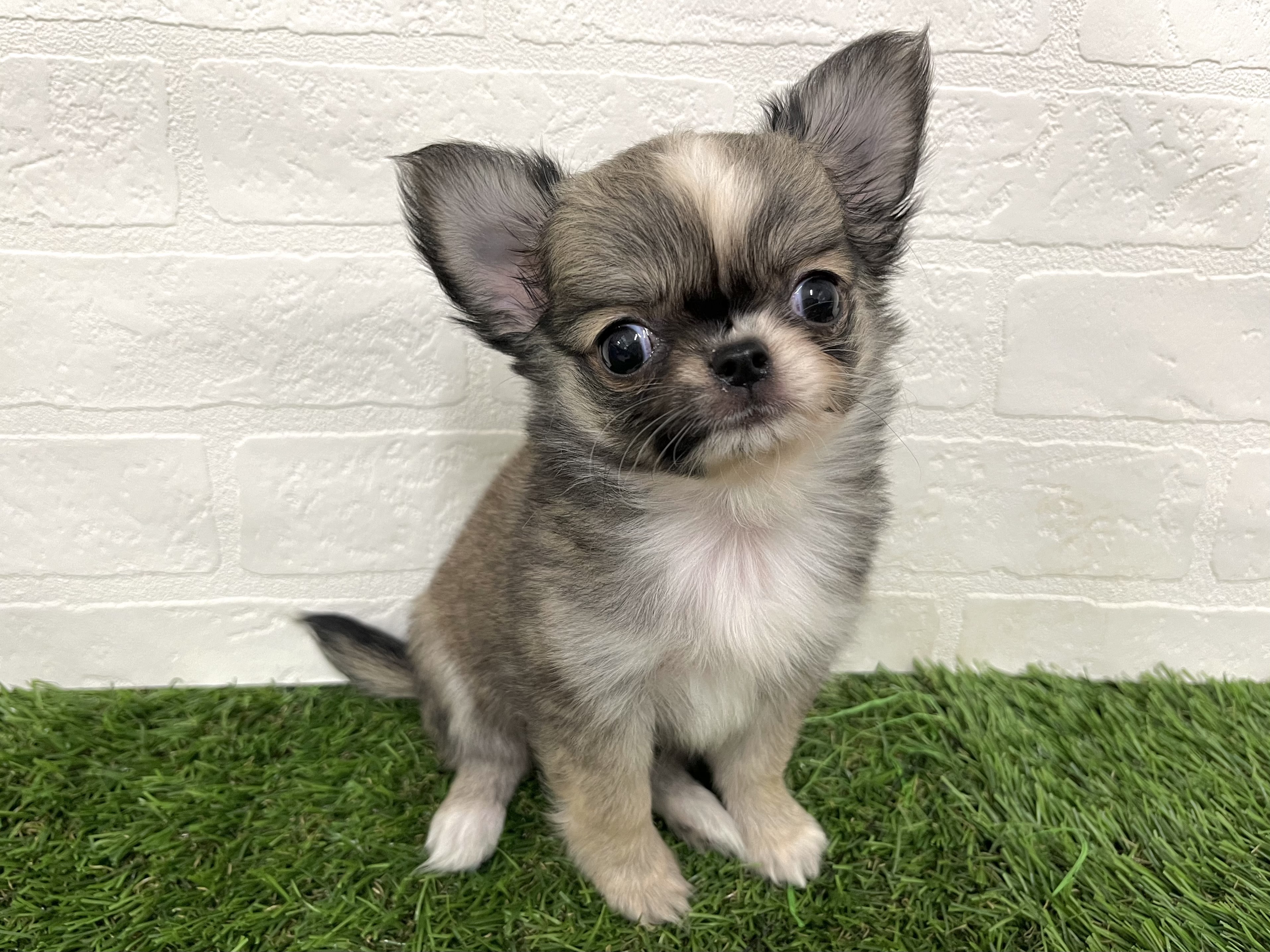 神奈川県のチワワ(ロング) (ワンニャンハウス新山下店/2025年8月31日生まれ/女の子/レッドホワイト)の子犬の3枚目の画像