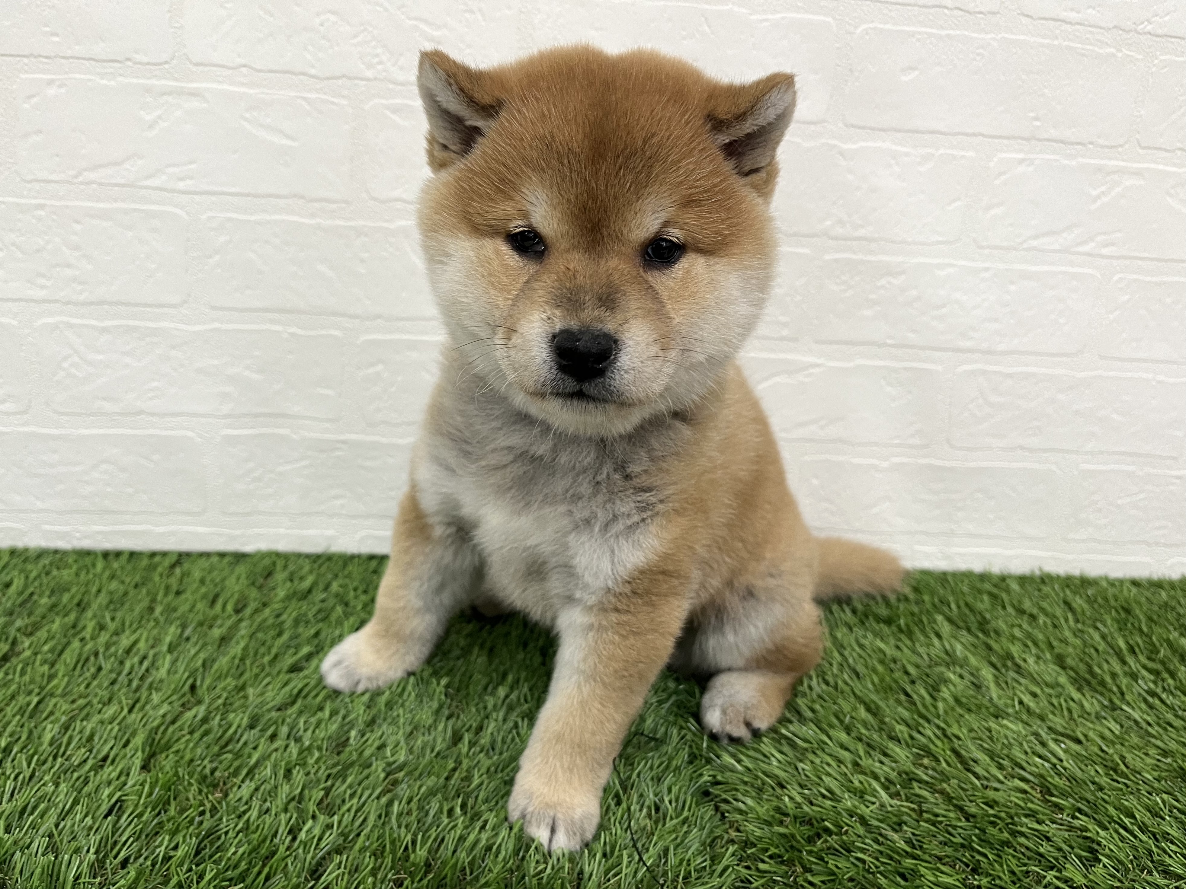 神奈川県の柴犬(標準サイズ) (ワンニャンハウス新山下店/2025年11月1日生まれ/男の子/赤)の子犬の3枚目の画像