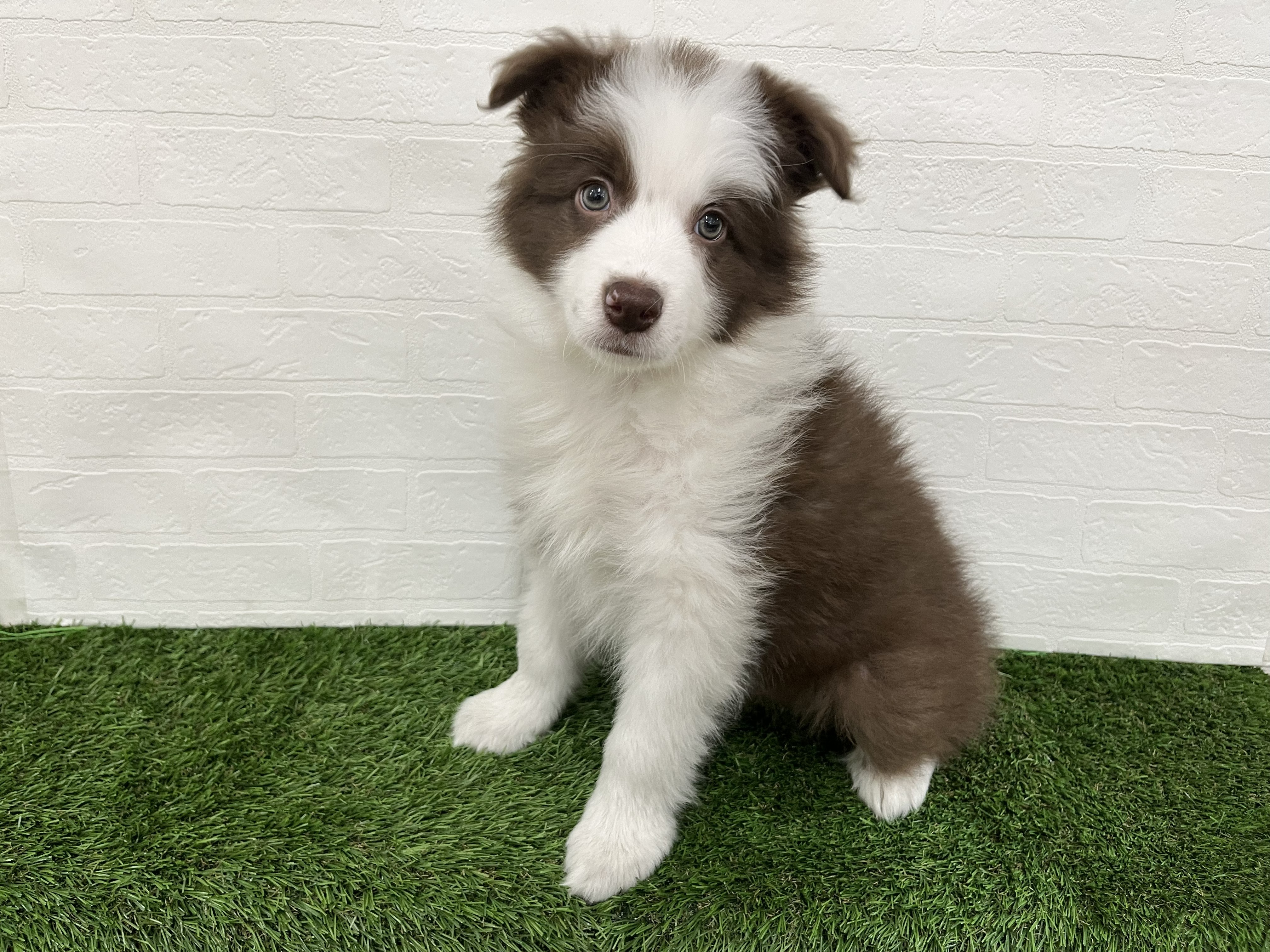 神奈川県のボーダーコリー (ワンニャンハウス新山下店/2026年1月20日生まれ/男の子/チョコレートホワイト)の子犬の3枚目の画像