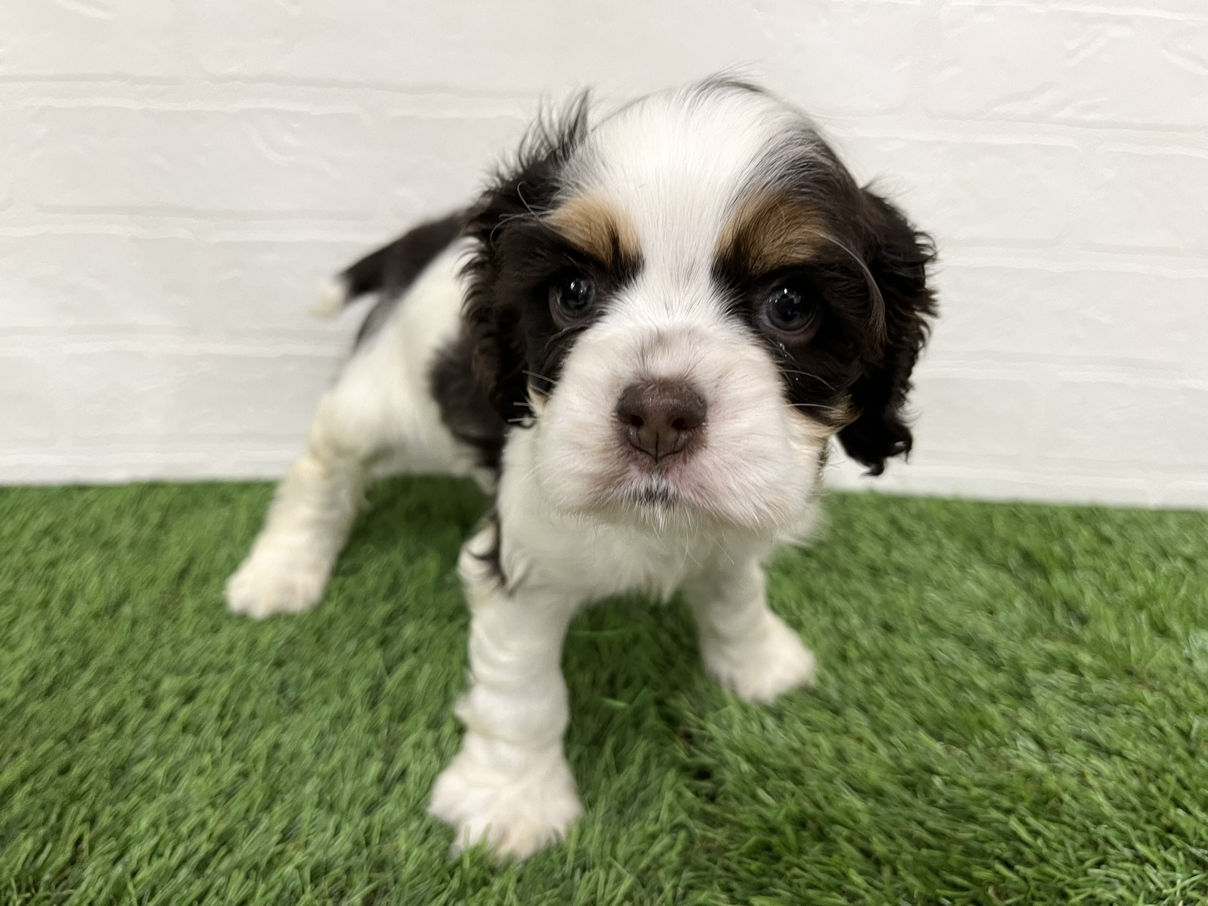 神奈川県のアメリカンコッカースパニエル (ワンニャンハウス新山下店/2026年1月15日生まれ/女の子/ホワイトチョコレートタン)の子犬の4枚目の画像