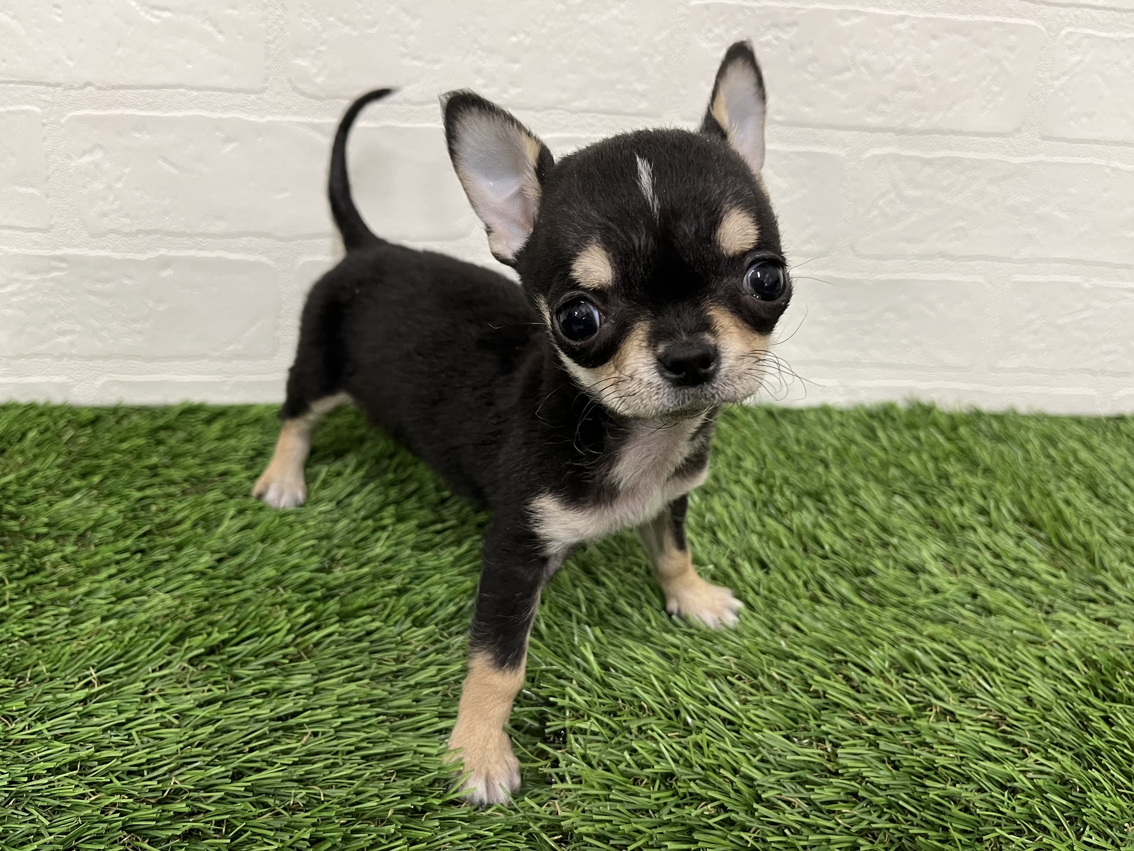 神奈川県のチワワ(ロング) (ワンニャンハウス新山下店/2025年11月14日生まれ/女の子/ブラックタンホワイト)の子犬の2枚目の画像