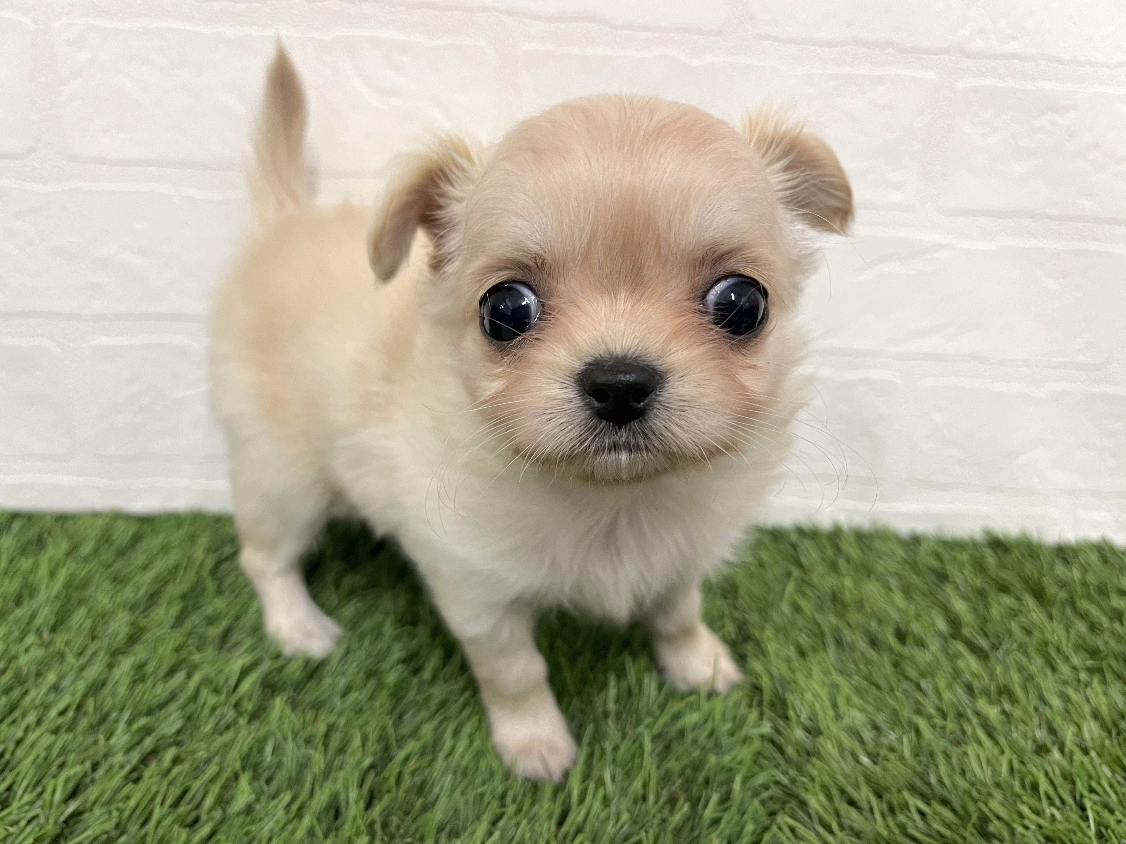 神奈川県のチワワ(ロング) (ワンニャンハウス新山下店/2025年11月25日生まれ/女の子/クリーム)の子犬の2枚目の画像