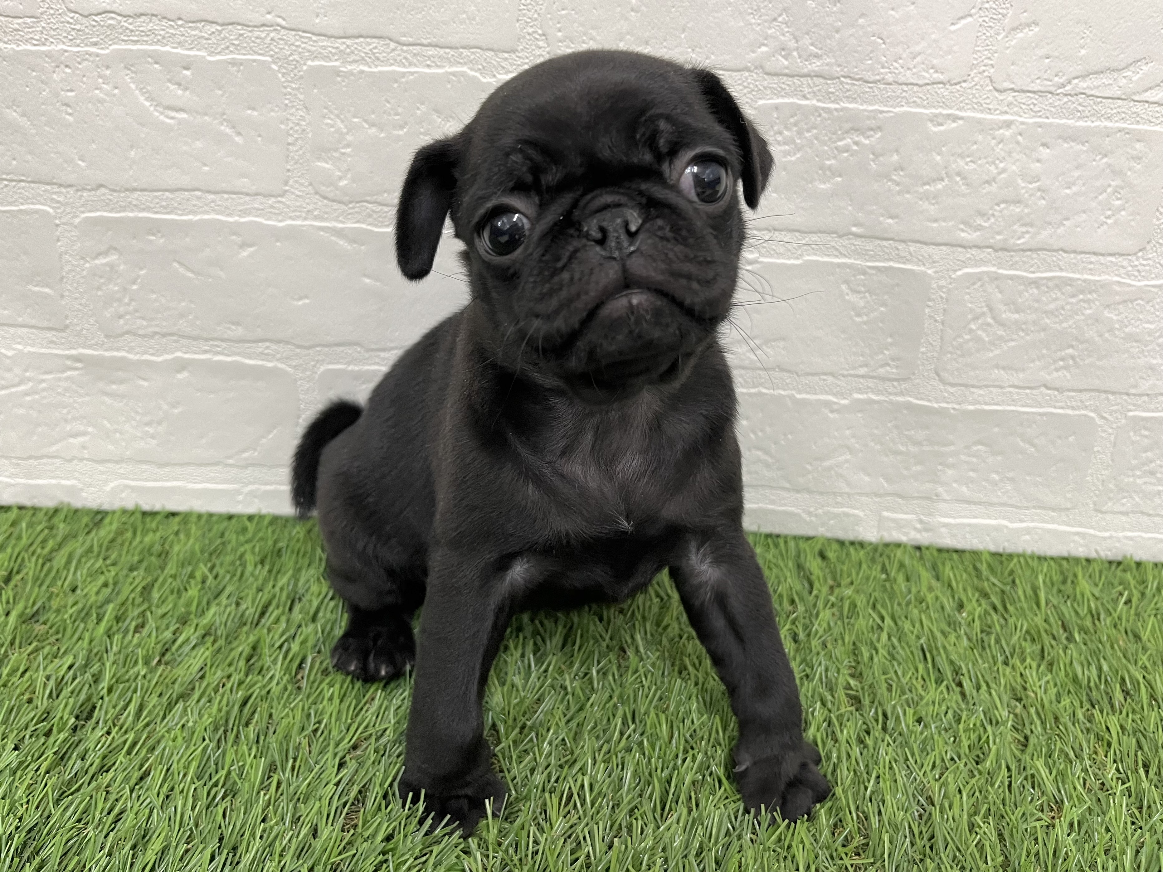 神奈川県のパグ (ワンニャンハウス新山下店/2025年10月14日生まれ/女の子/ブラック)の子犬の1枚目の画像