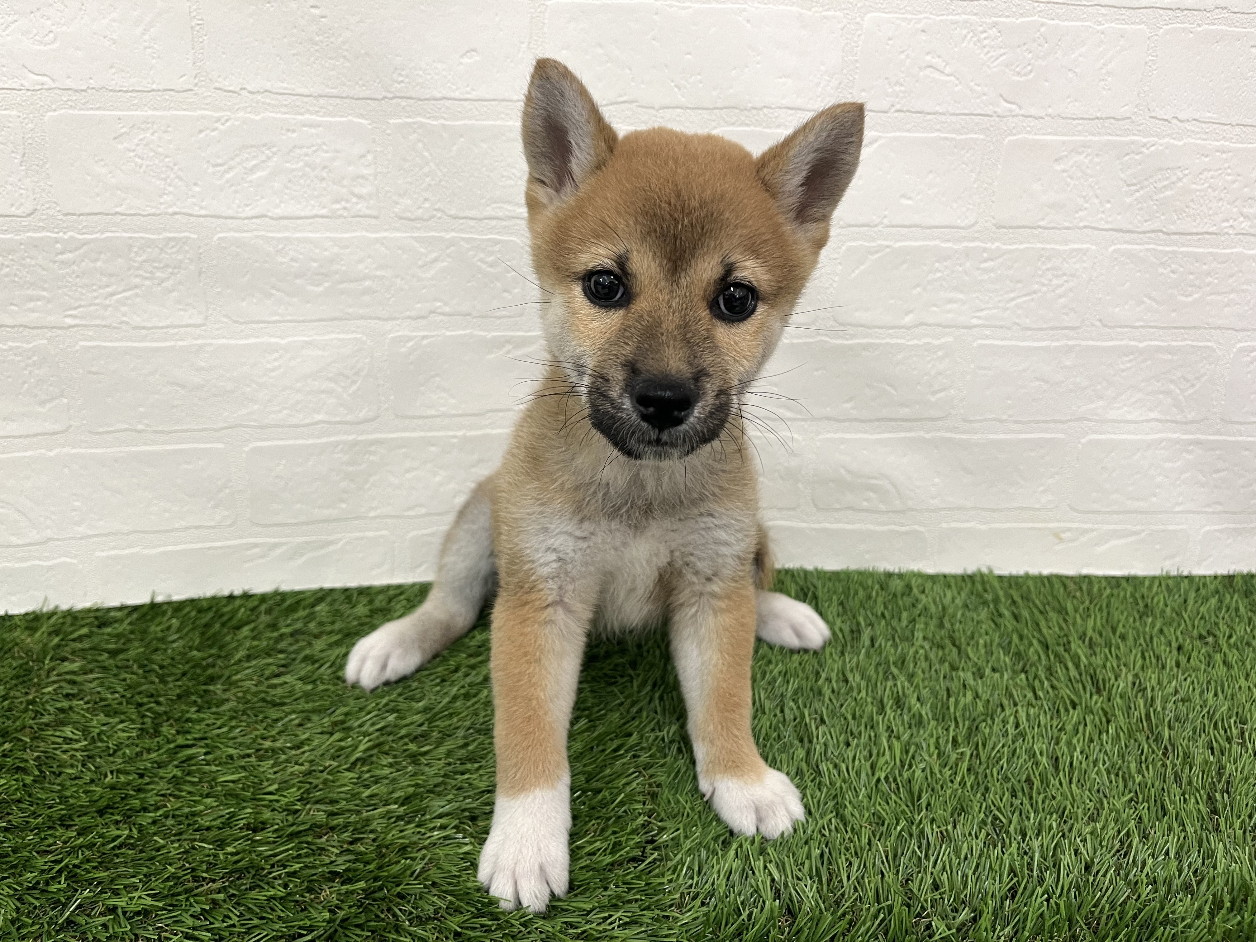 神奈川県の柴犬(標準サイズ) (ワンニャンハウス新山下店/2025年8月17日生まれ/女の子/赤)の子犬の1枚目の画像