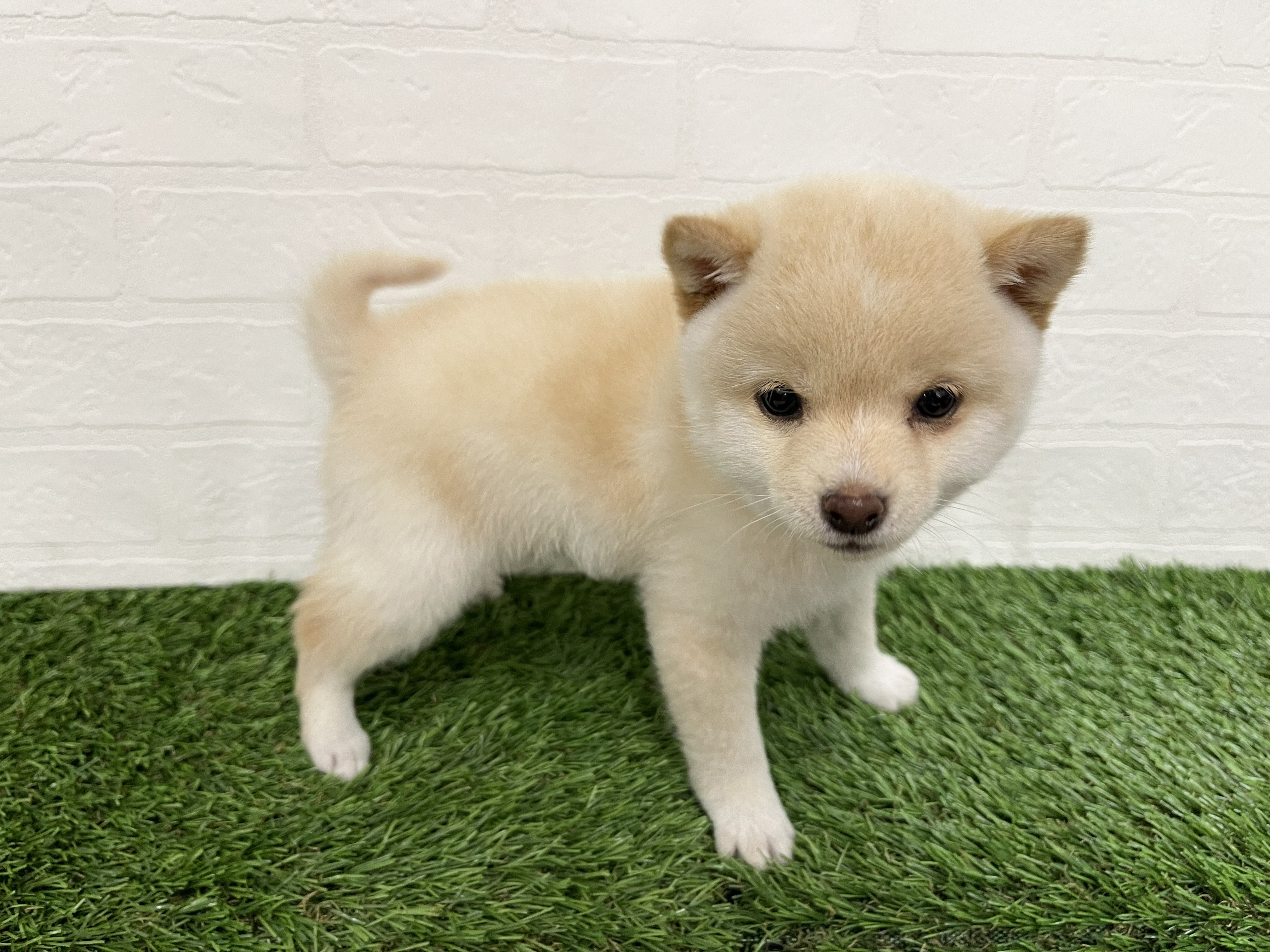 神奈川県の豆柴 (ワンニャンハウス新山下店/2026年2月2日生まれ/男の子/白)の子犬の4枚目の画像