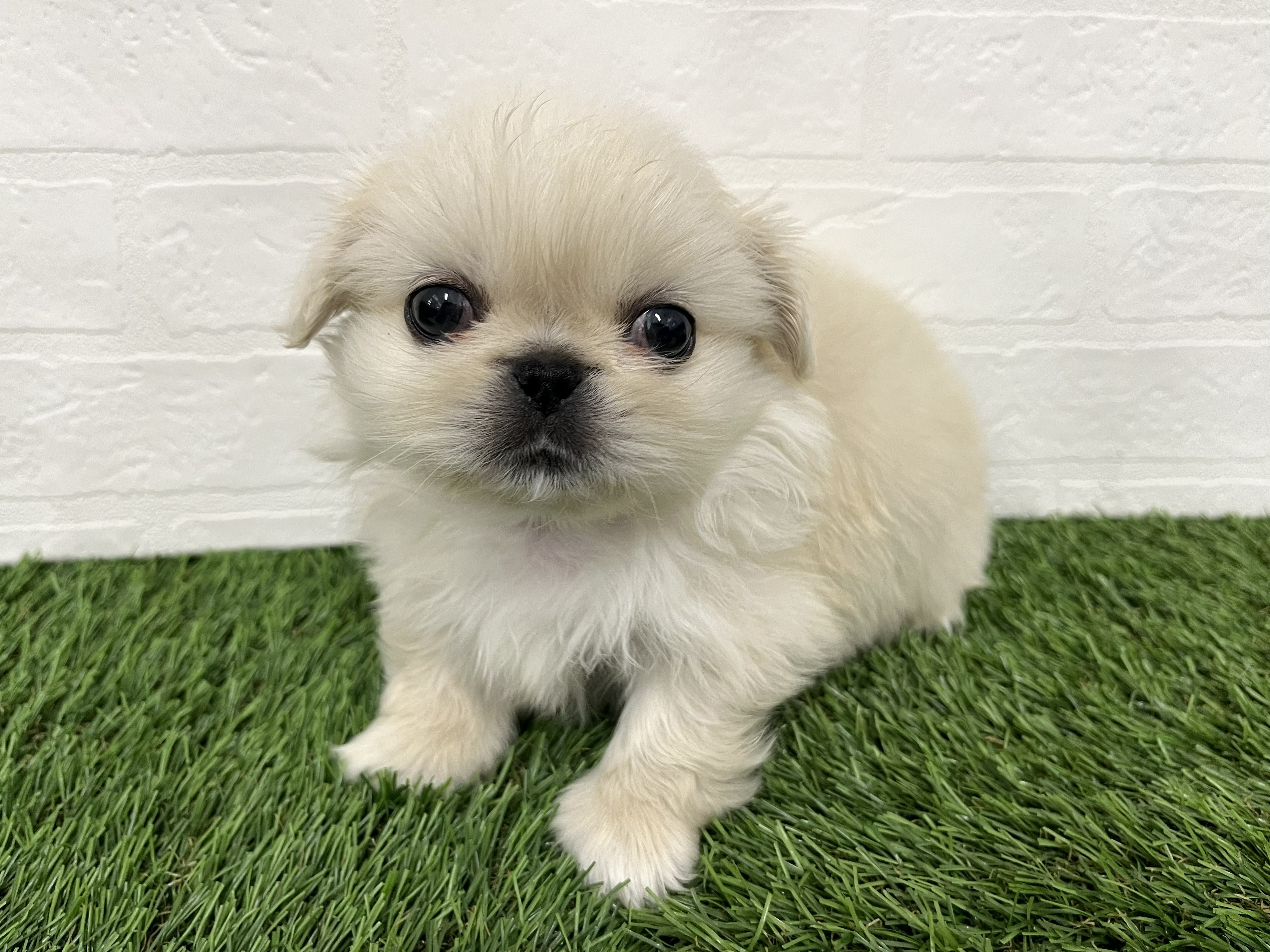 神奈川県のペキニーズ (ワンニャンハウス新山下店/2025年12月15日生まれ/女の子/ホワイト)の子犬の1枚目の画像