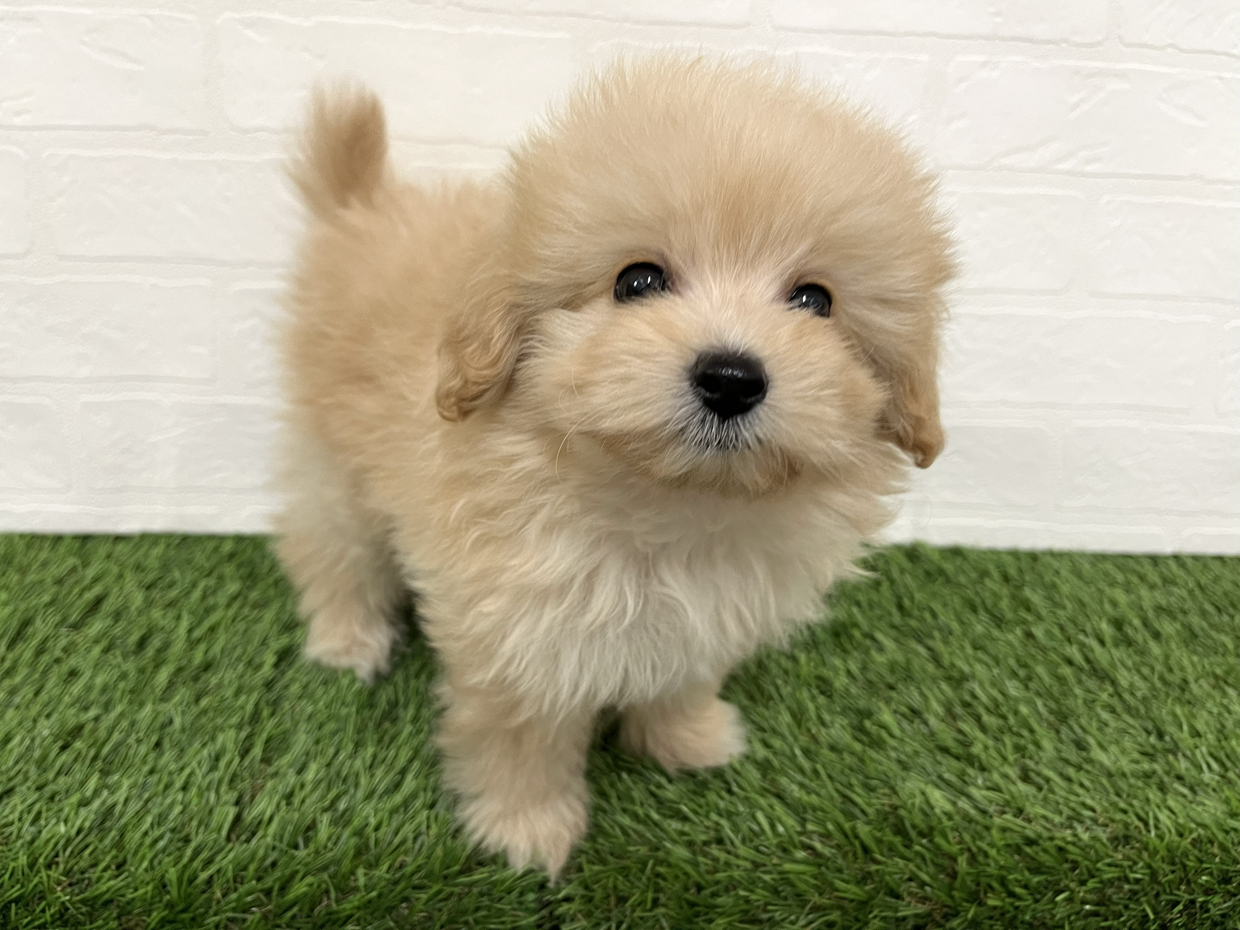 神奈川県のポメプー(ポメラニアン×プードル) (ワンニャンハウス新山下店/2025年12月6日生まれ/男の子/アプリコット)の子犬の3枚目の画像