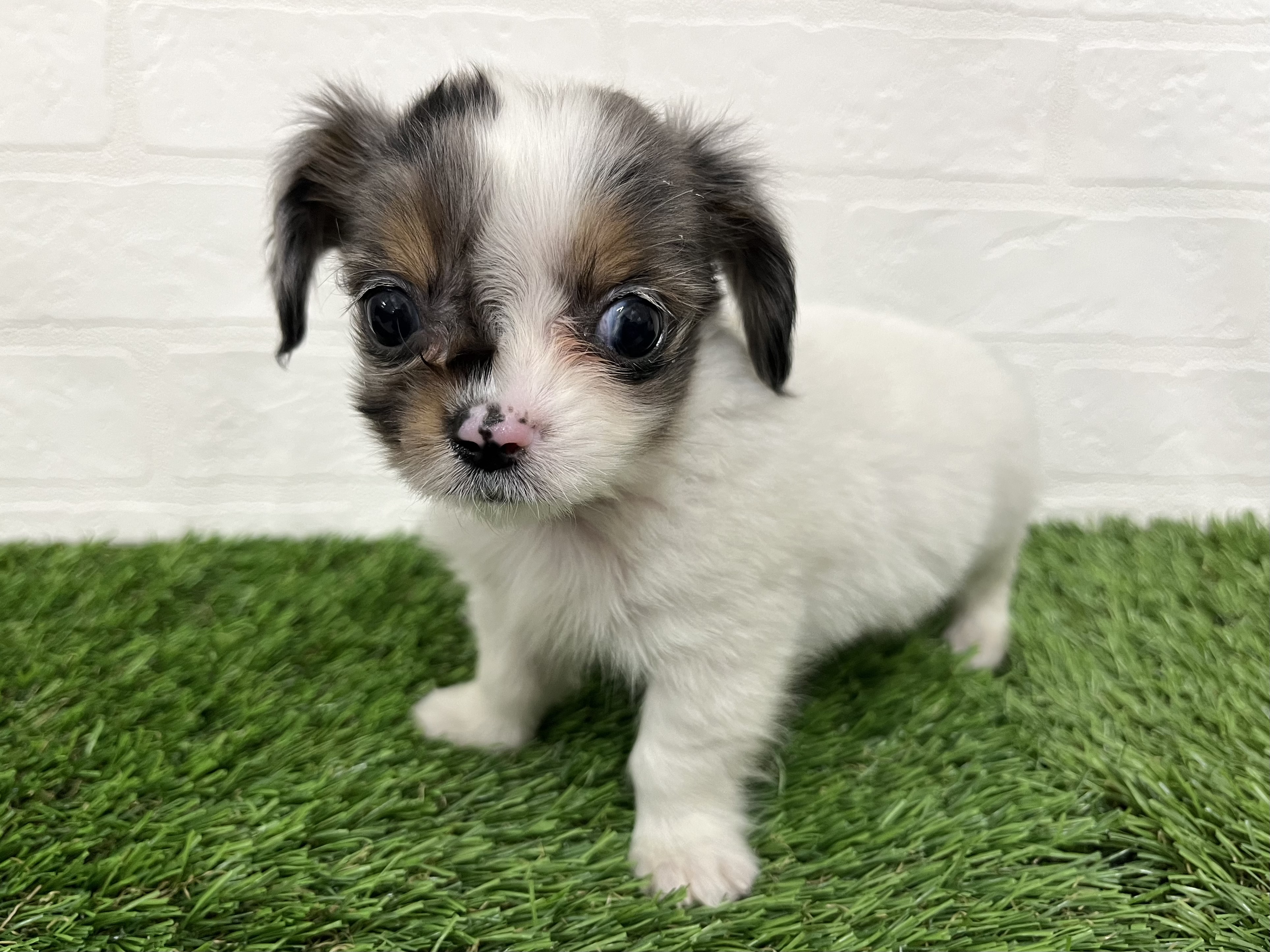 神奈川県のチワックス(チワワ×ダックス) (ワンニャンハウス新山下店/2025年9月16日生まれ/男の子/ホワイト&ブルーマール)の子犬の2枚目の画像