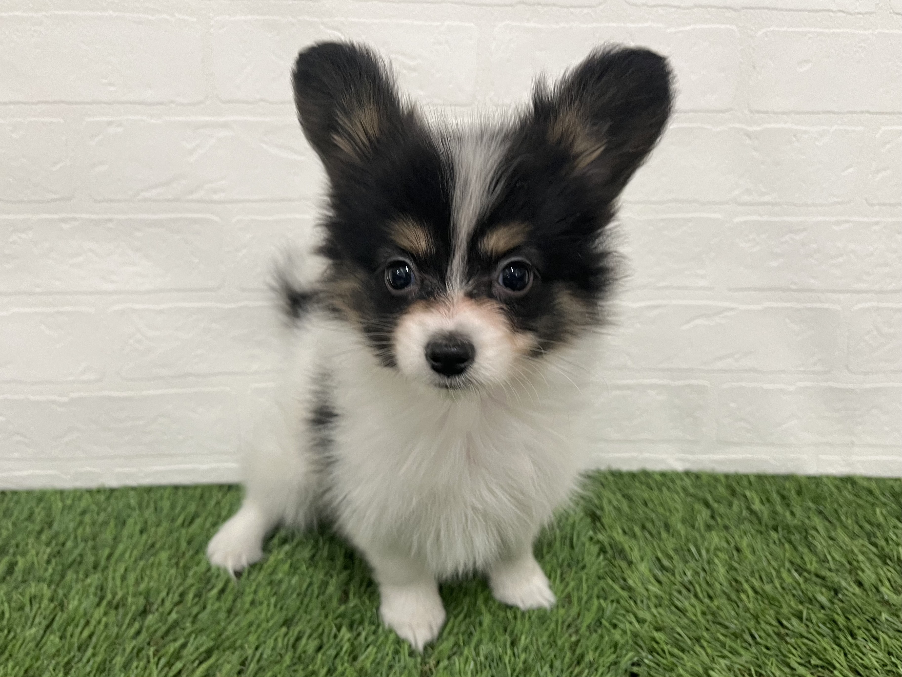 神奈川県のパピヨン (ワンニャンハウス新山下店/2025年10月6日生まれ/女の子/トライカラー)の子犬の2枚目の画像