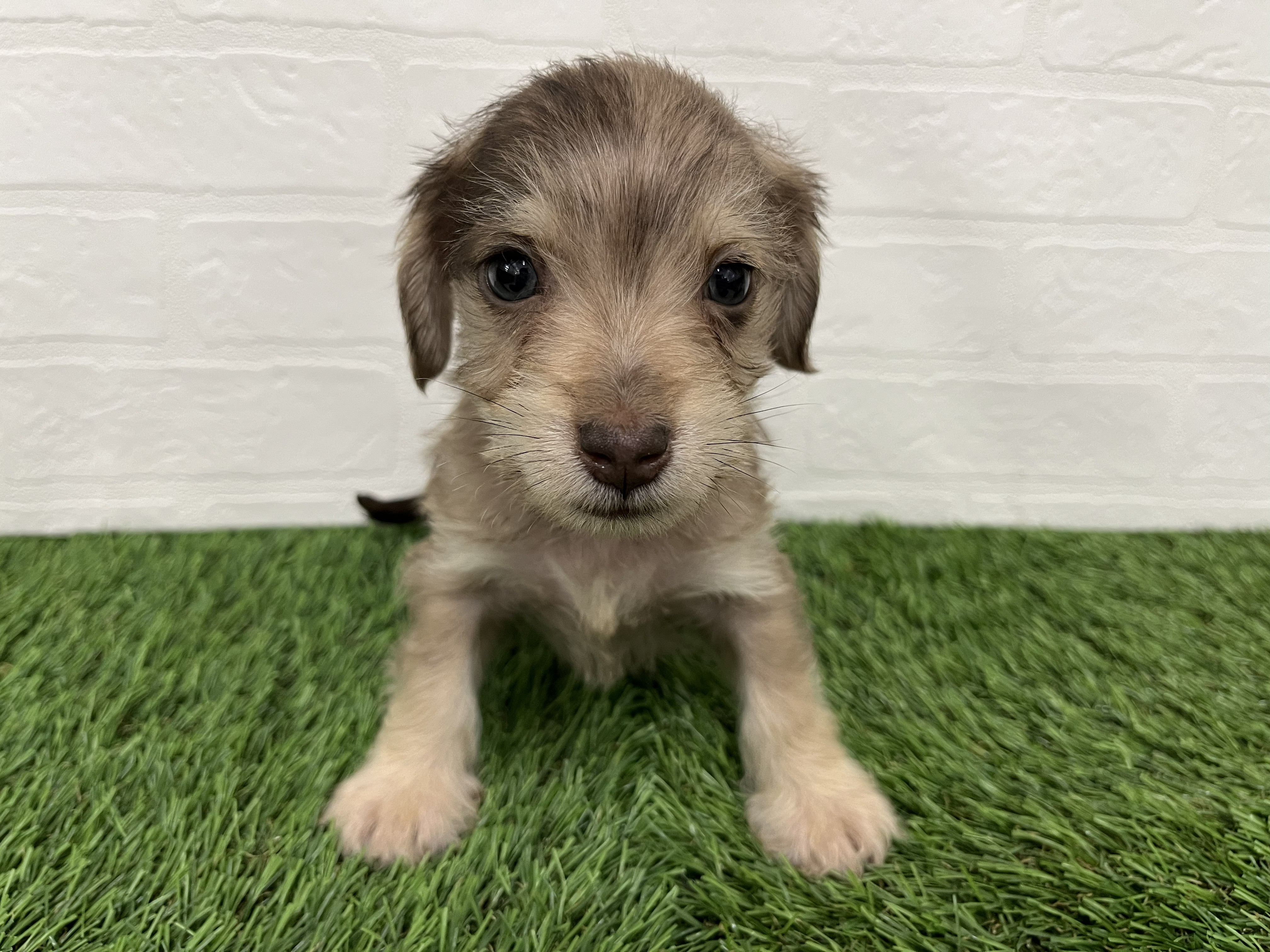 神奈川県のハーフ犬 (ワンニャンハウス新山下店/2025年12月15日生まれ/男の子/イザベラダップル)の子犬の3枚目の画像