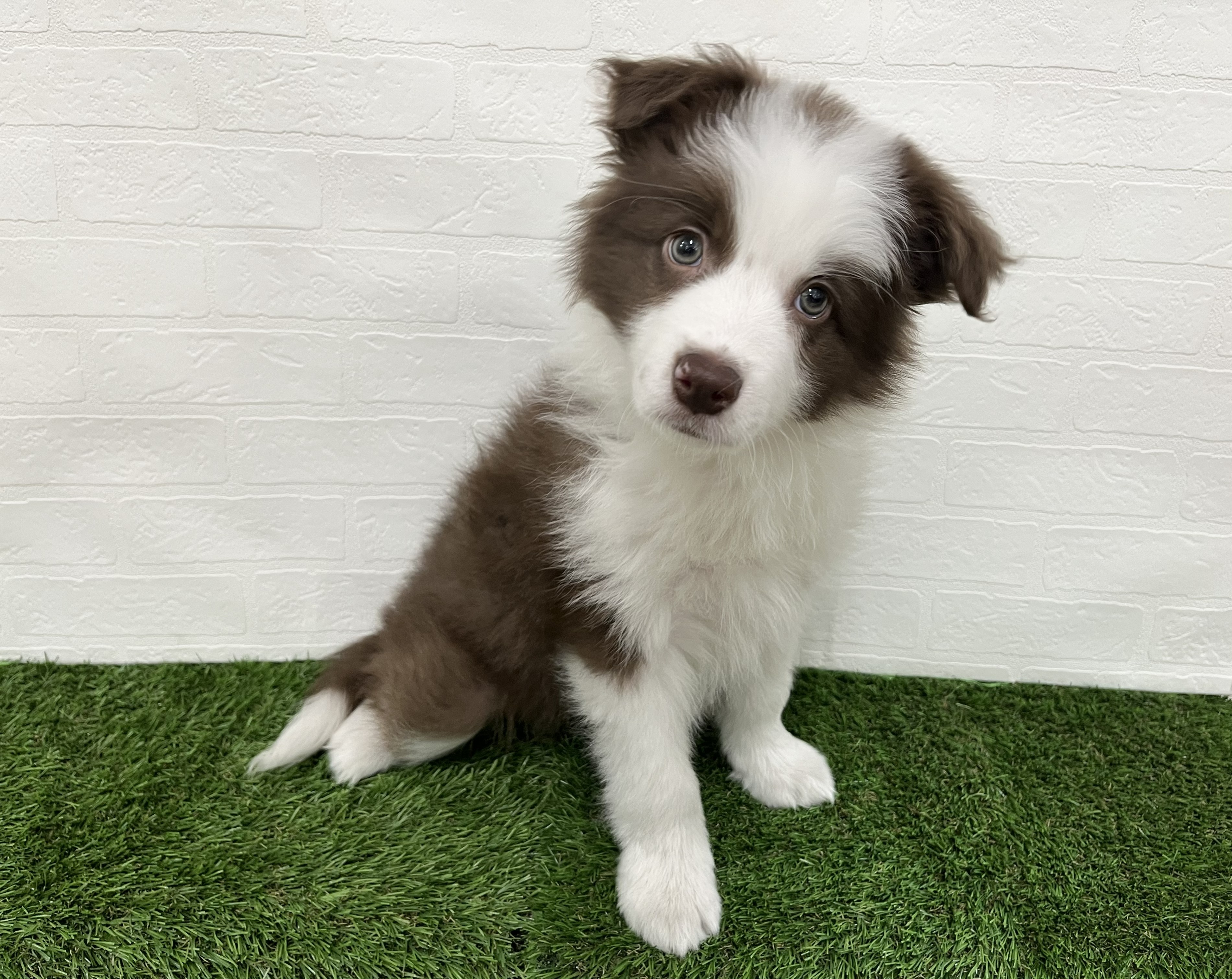 神奈川県のボーダーコリー (ワンニャンハウス新山下店/2026年1月20日生まれ/男の子/チョコレートホワイト)の子犬の2枚目の画像