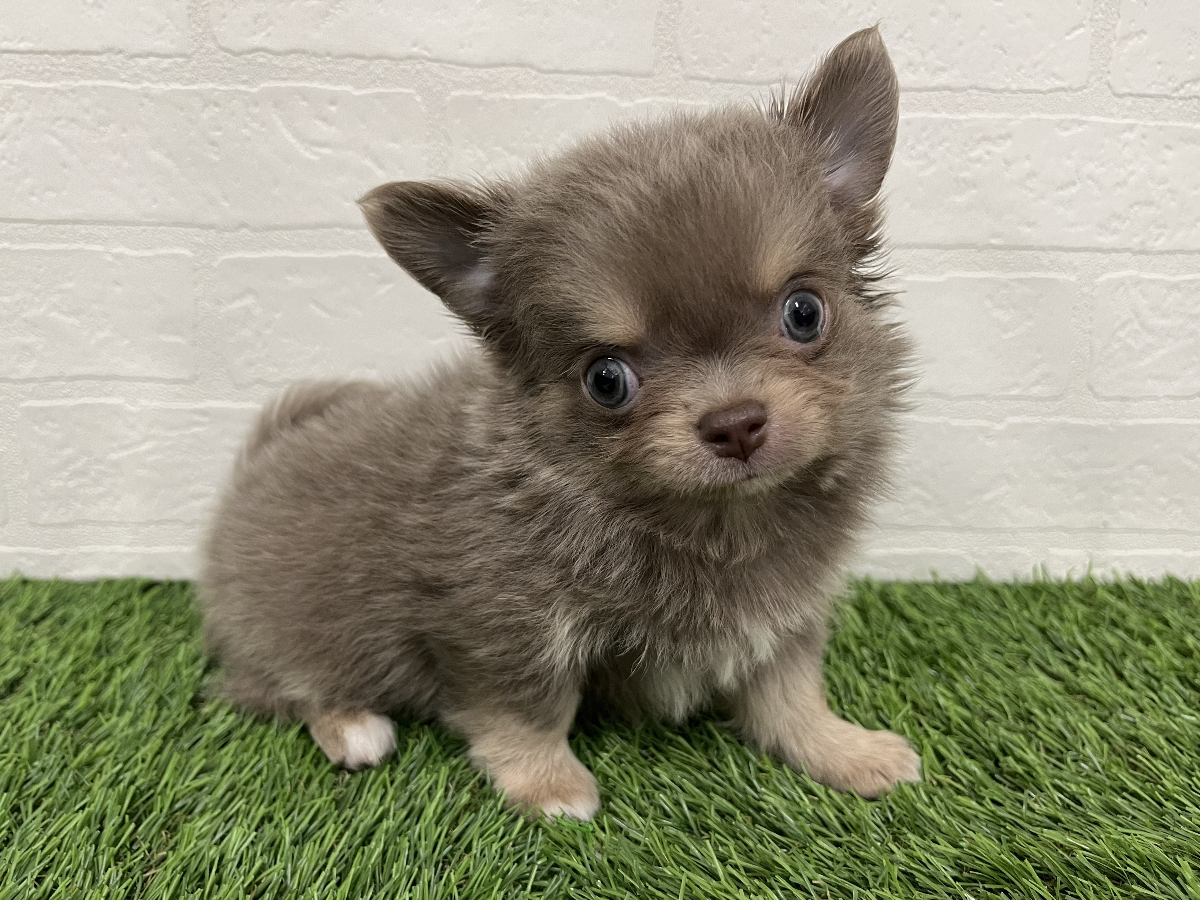 神奈川県のチワワ(ロング) (ワンニャンハウス新山下店/2025年12月9日生まれ/男の子/イザベラタン&ホワイト)の子犬の2枚目の画像