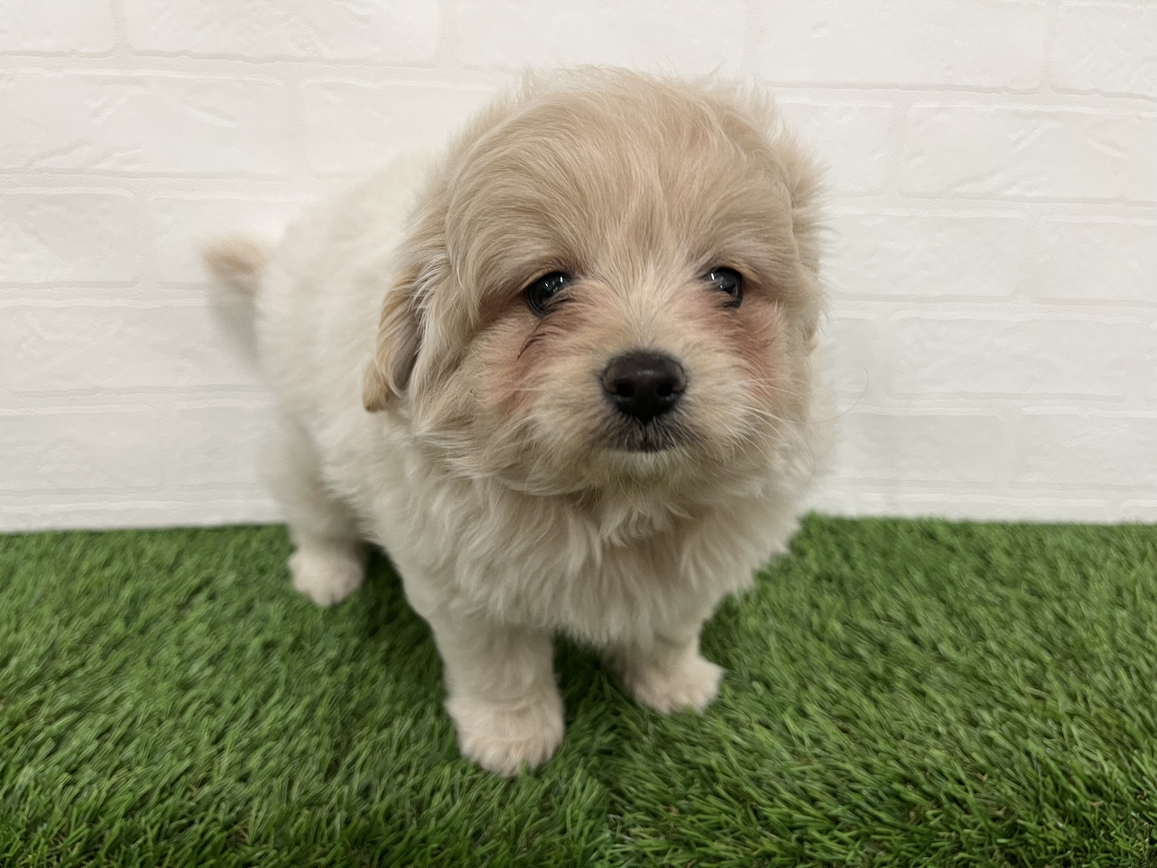 神奈川県のマルプー(マルチーズ×プードル) (ワンニャンハウス新山下店/2025年10月4日生まれ/男の子/ホワイトクリーム)の子犬の1枚目の画像