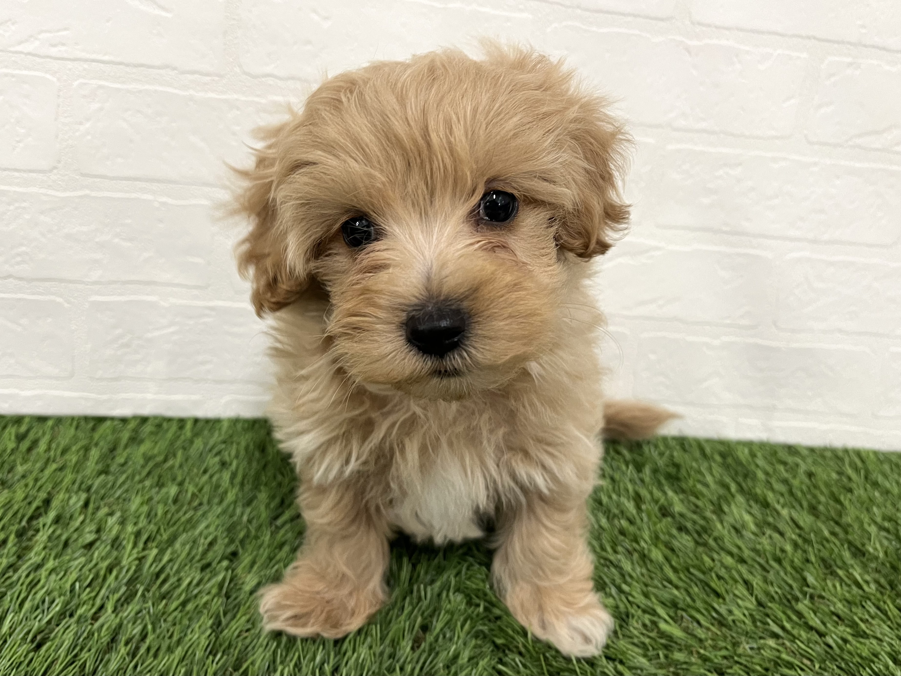 神奈川県のマルプー(マルチーズ×プードル) (ワンニャンハウス新山下店/2025年10月30日生まれ/男の子/クリームホワイト)の子犬の1枚目の画像