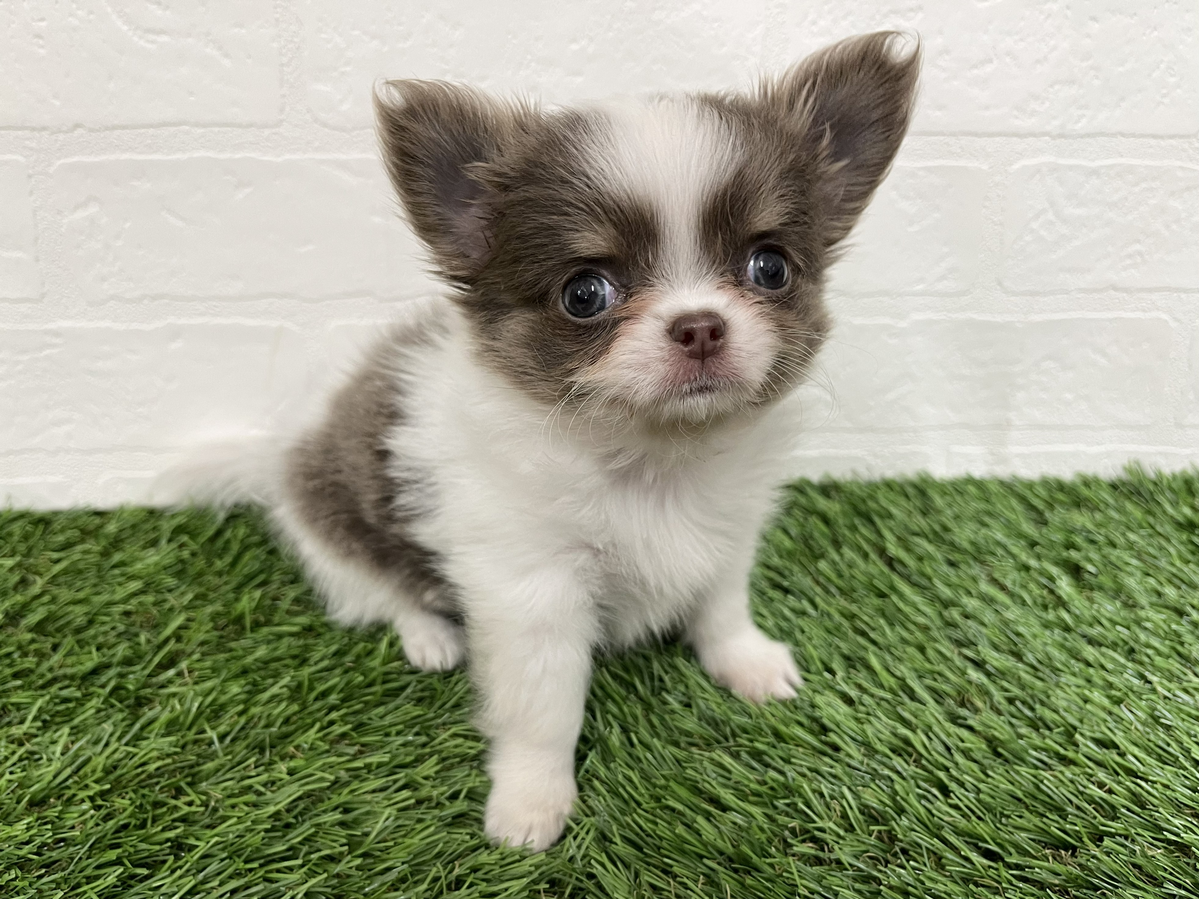 神奈川県のチワワ(ロング) (ワンニャンハウス新山下店/2026年1月31日生まれ/女の子/ホワイト&イザベラタン)の子犬の2枚目の画像