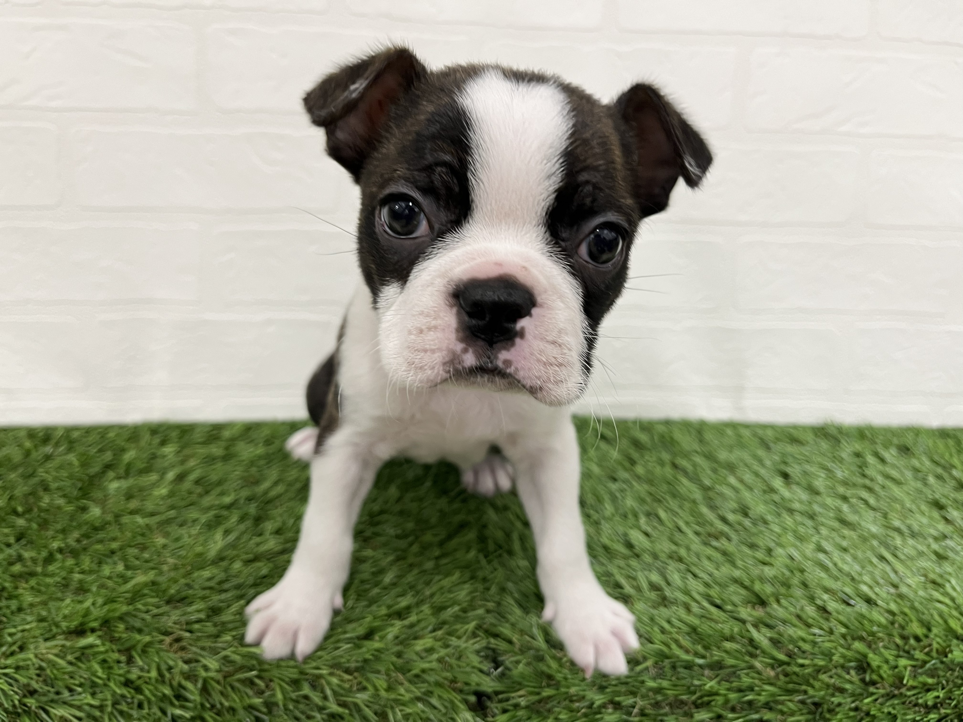神奈川県のボストンテリア (ワンニャンハウス新山下店/2026年1月30日生まれ/女の子/ボストンカラー)の子犬の1枚目の画像