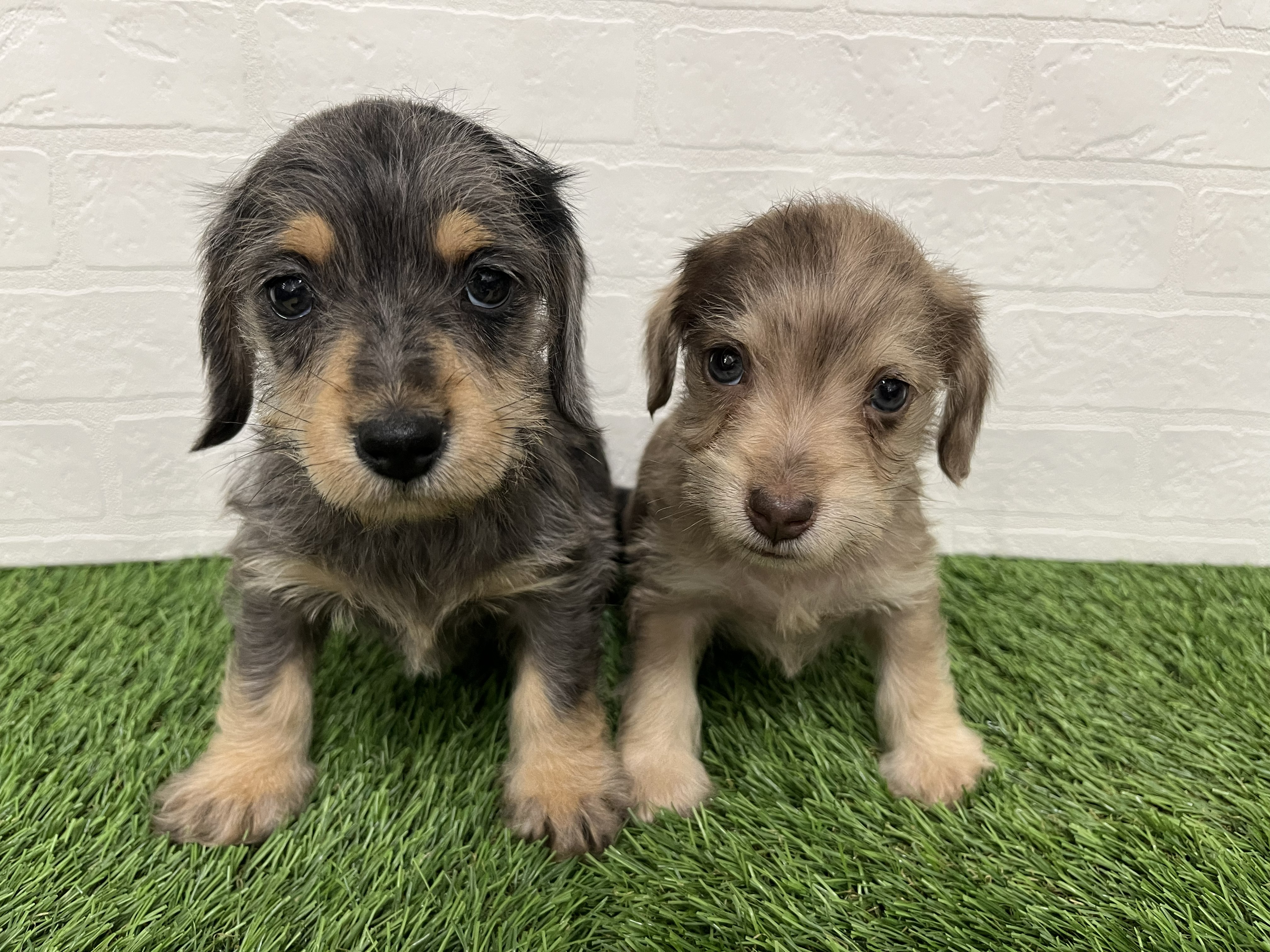 神奈川県のハーフ犬 (ワンニャンハウス新山下店/2025年12月15日生まれ/男の子/イザベラダップル)の子犬の4枚目の画像