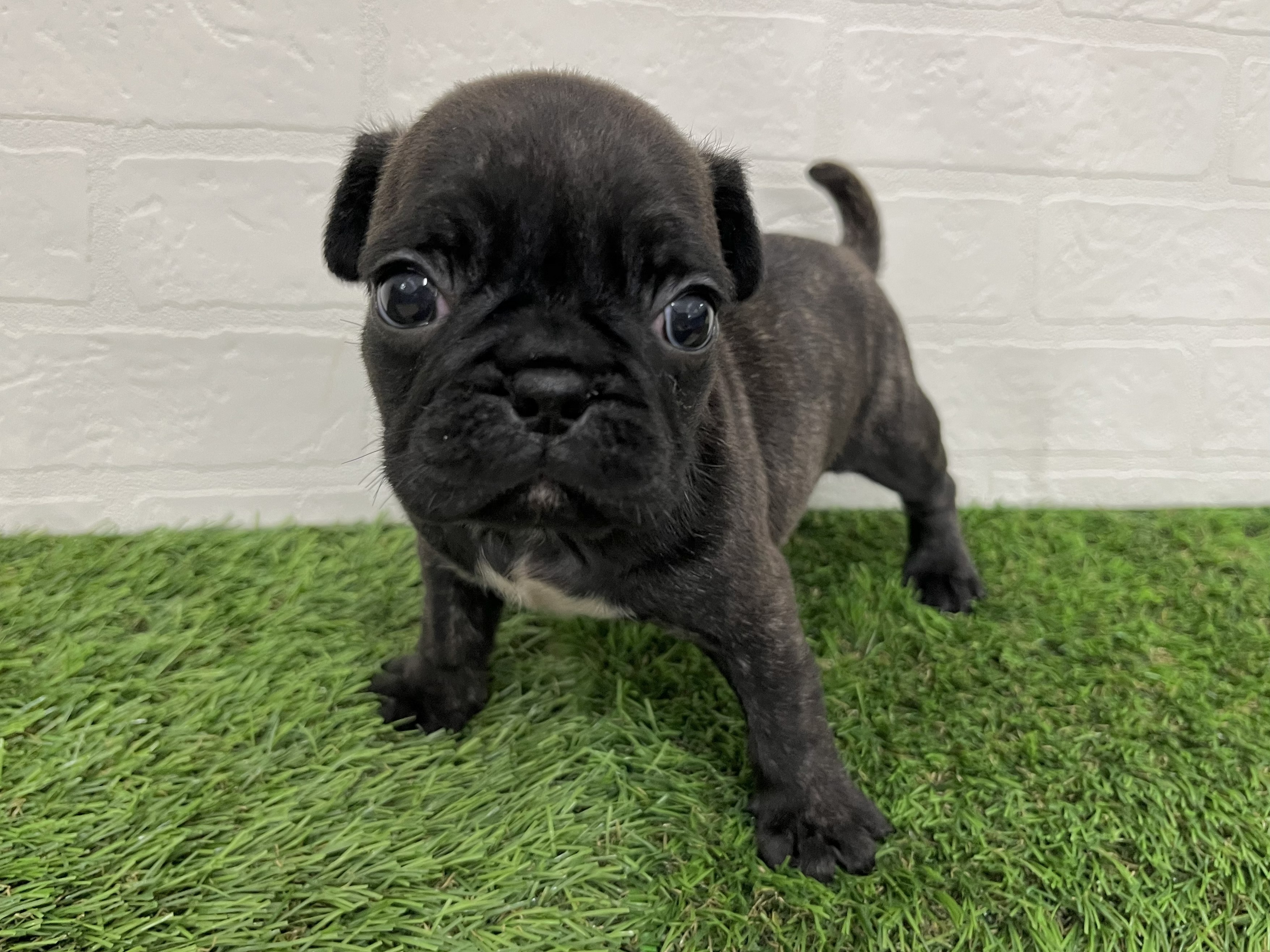 神奈川県のフレンチパグ/パグフレンチ(フレンチブルドック×パグ) (ワンニャンハウス新山下店/2026年1月24日生まれ/女の子/ブリンドル)の子犬の1枚目の画像