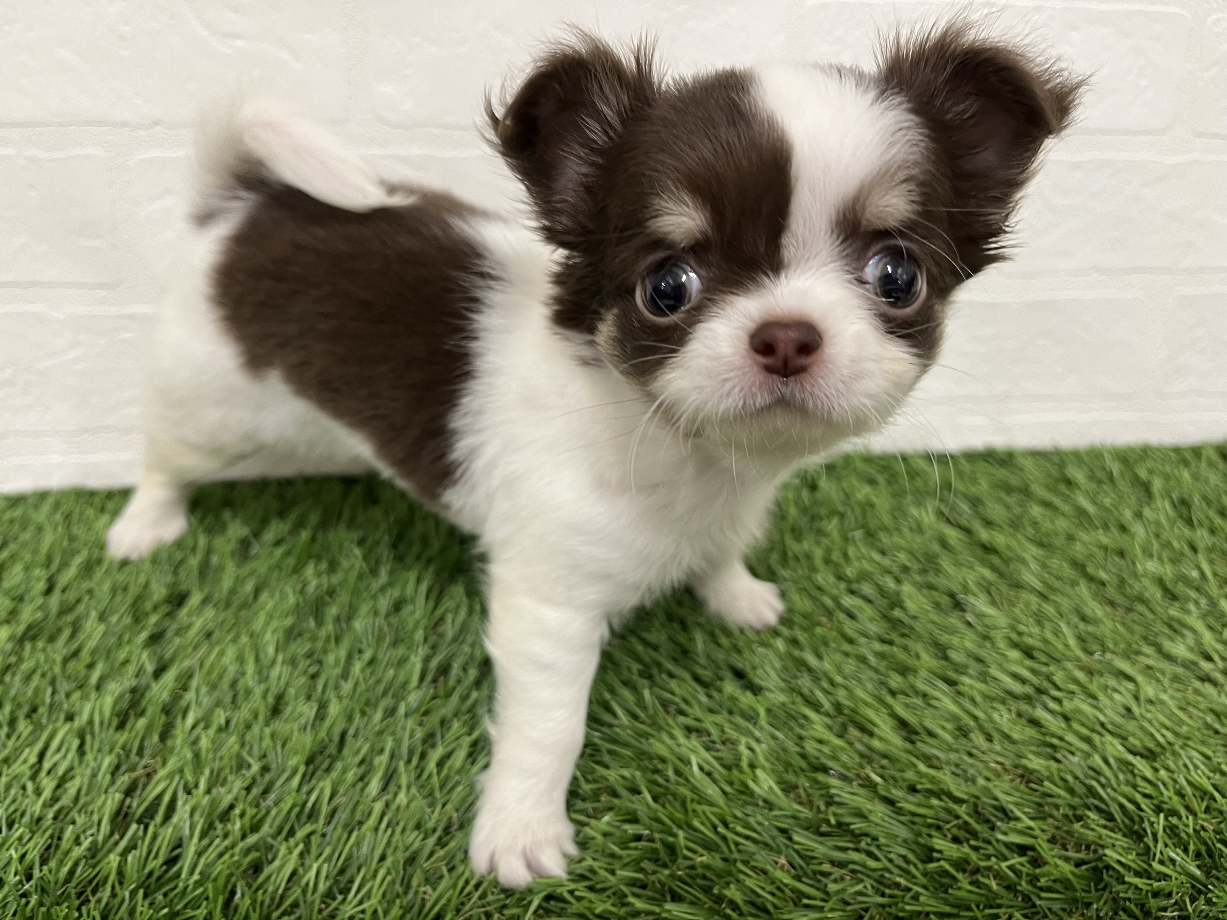神奈川県のチワワ(ロング) (ワンニャンハウス新山下店/2025年10月20日生まれ/女の子/チョコレートタンホワイト)の子犬の3枚目の画像