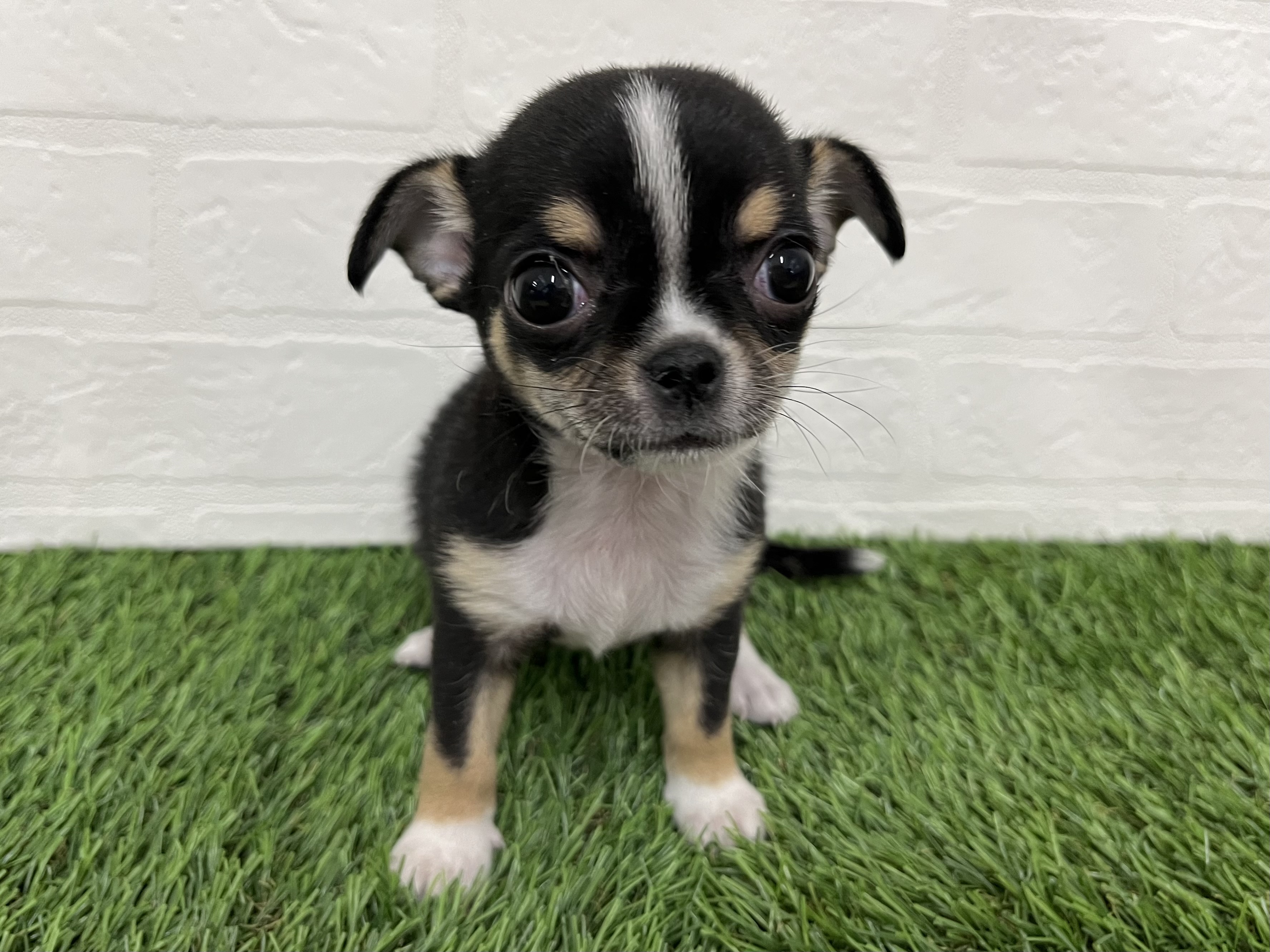 神奈川県のチワワ(ロング) (ワンニャンハウス新山下店/2025年11月8日生まれ/女の子/ブラッククリームホワイト)の子犬