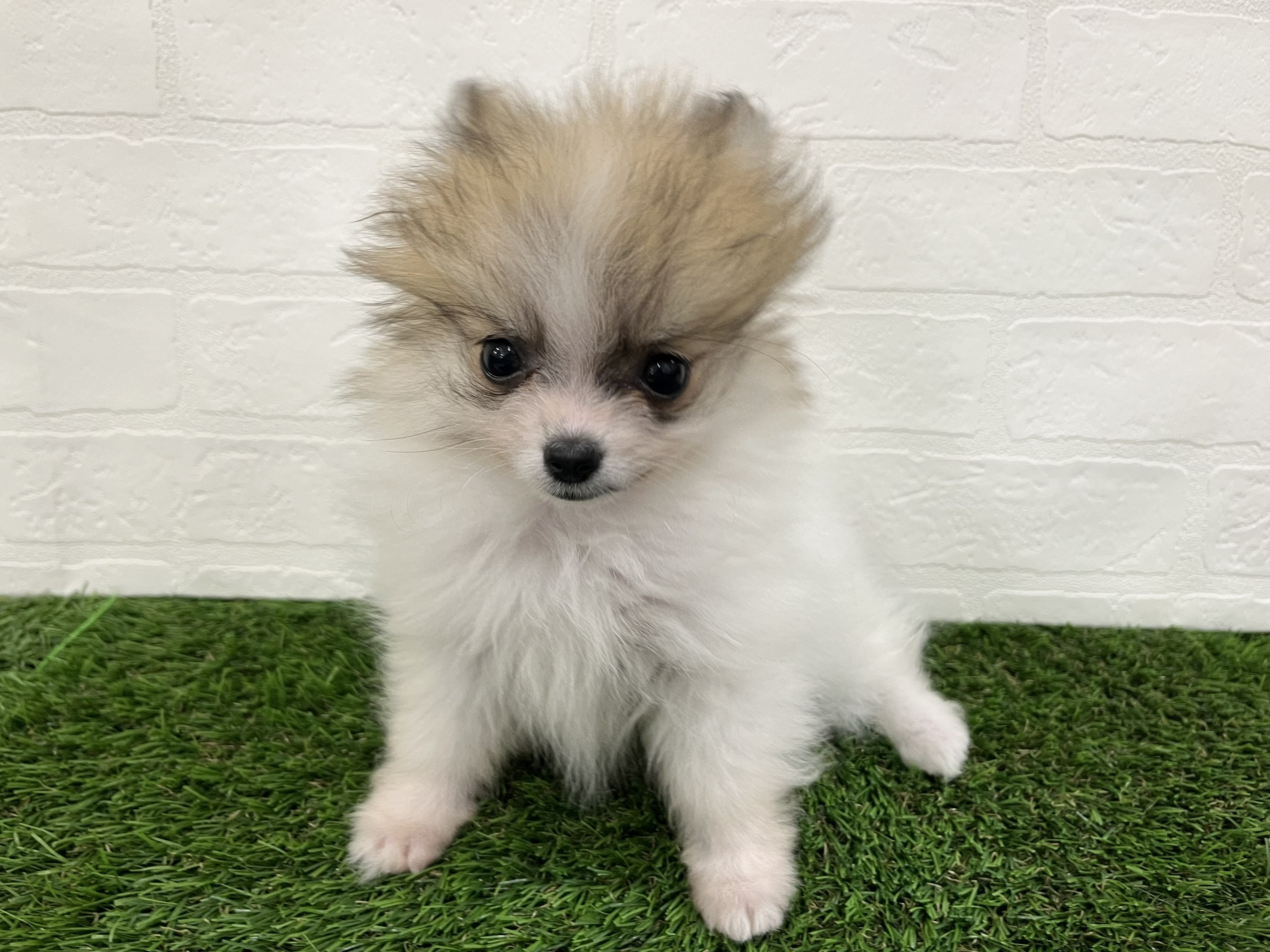 神奈川県のポメラニアン (ワンニャンハウス新山下店/2026年1月6日生まれ/女の子/パーティーカラー)の子犬の4枚目の画像