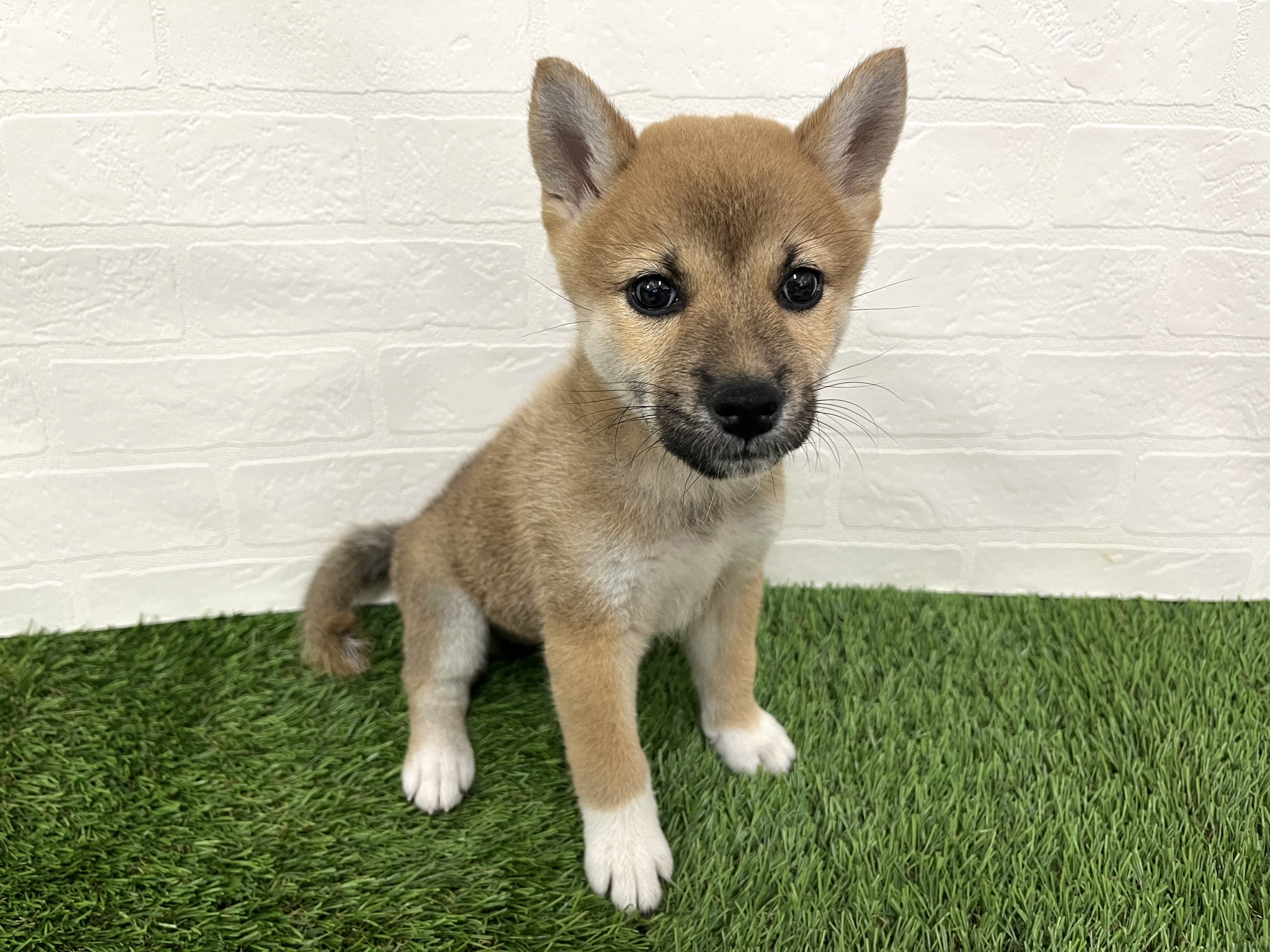 神奈川県の柴犬(標準サイズ) (ワンニャンハウス新山下店/2025年8月17日生まれ/女の子/赤)の子犬の3枚目の画像