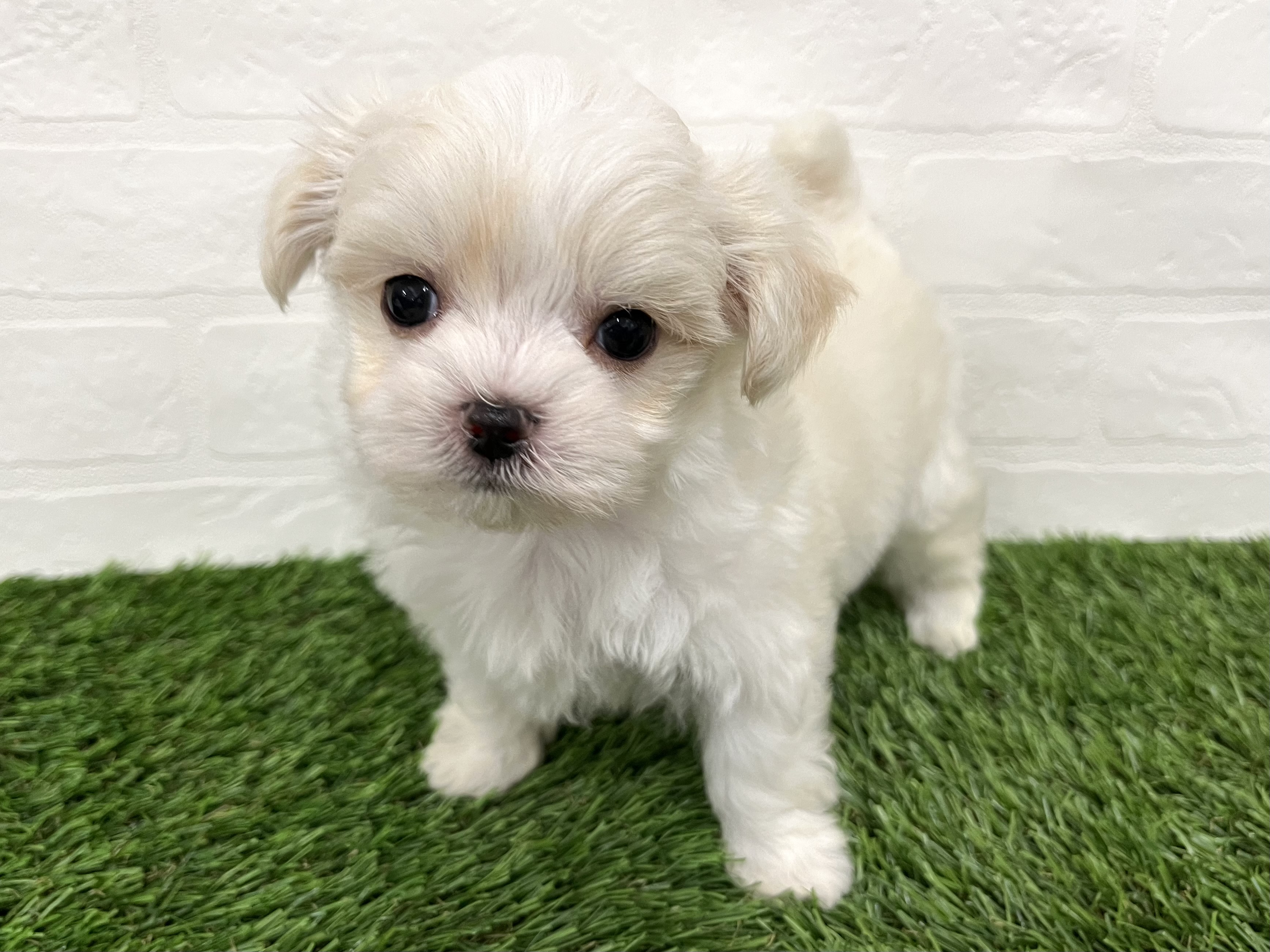 神奈川県のハーフ犬・ミックス犬 (ワンニャンハウス新山下店/2025年7月27日生まれ/男の子/ホワイト)の子犬の3枚目の画像